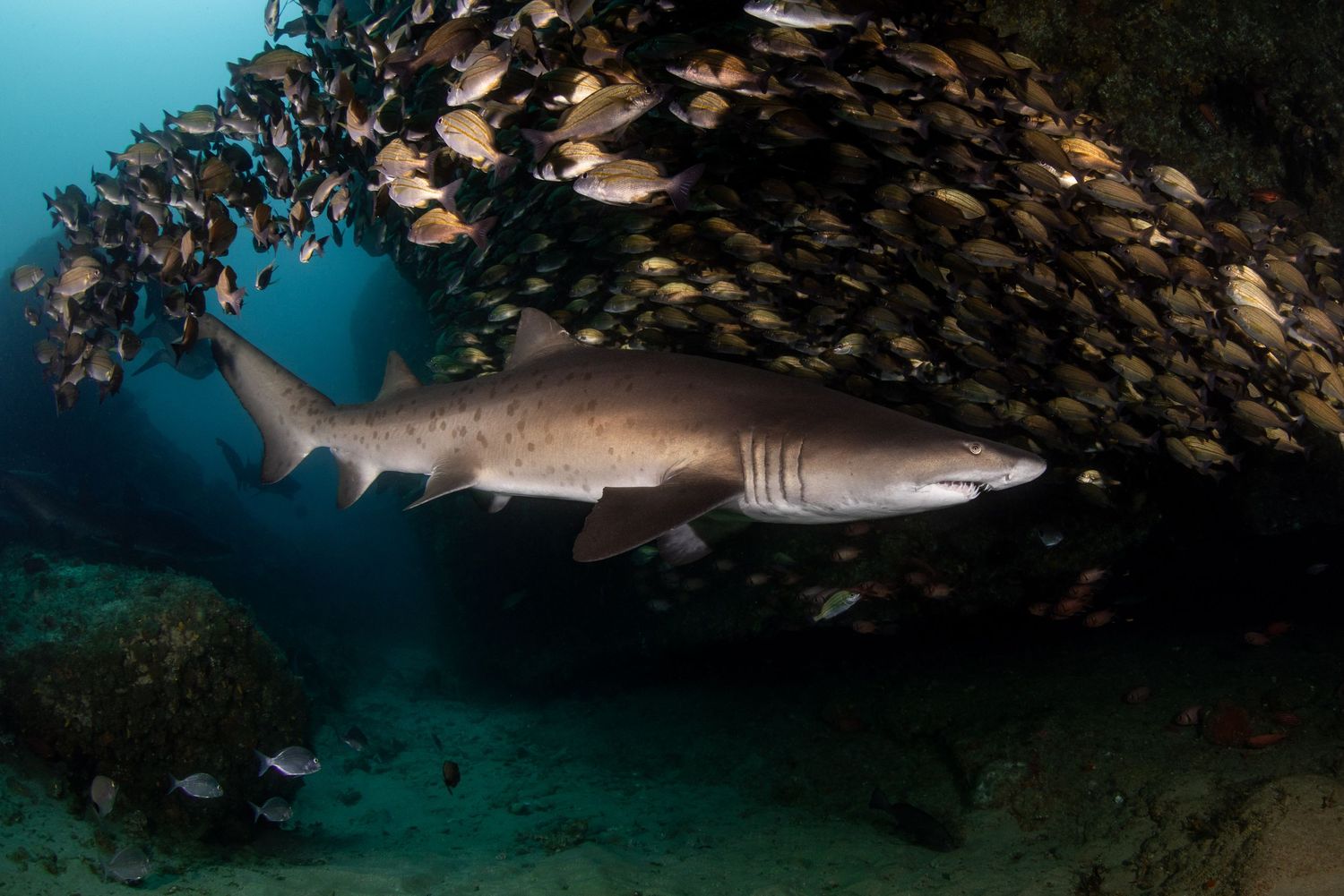Reef sharks glide through crystal clear turquoise waters near coral formations.