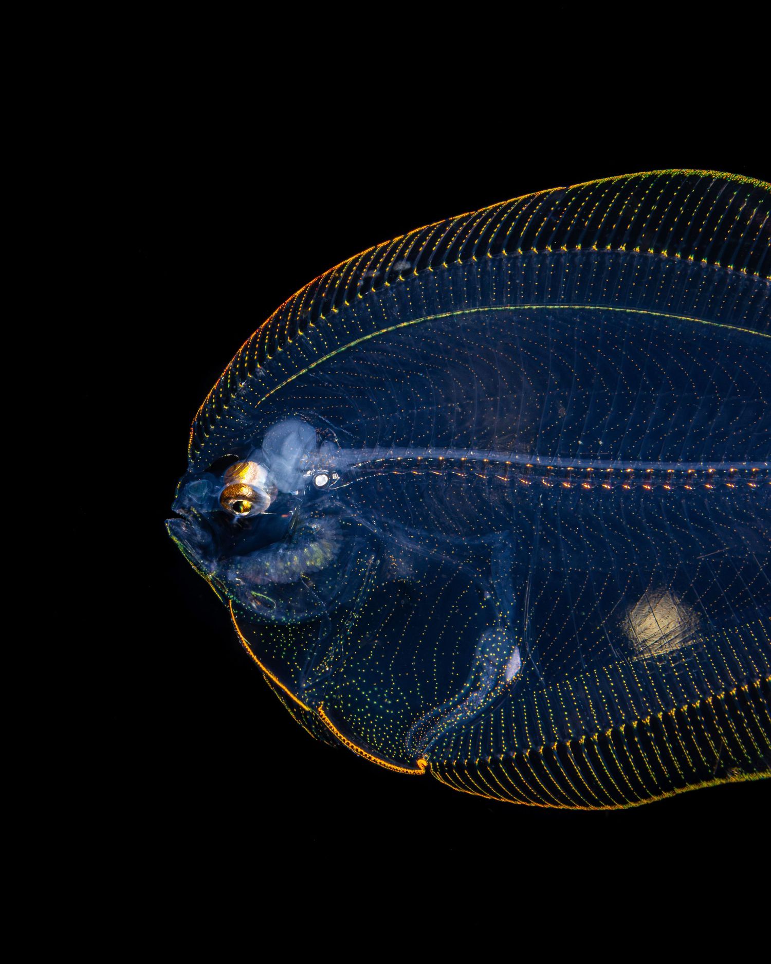 A translucent blue flatfish with delicate skeletal features illuminated against a black background.