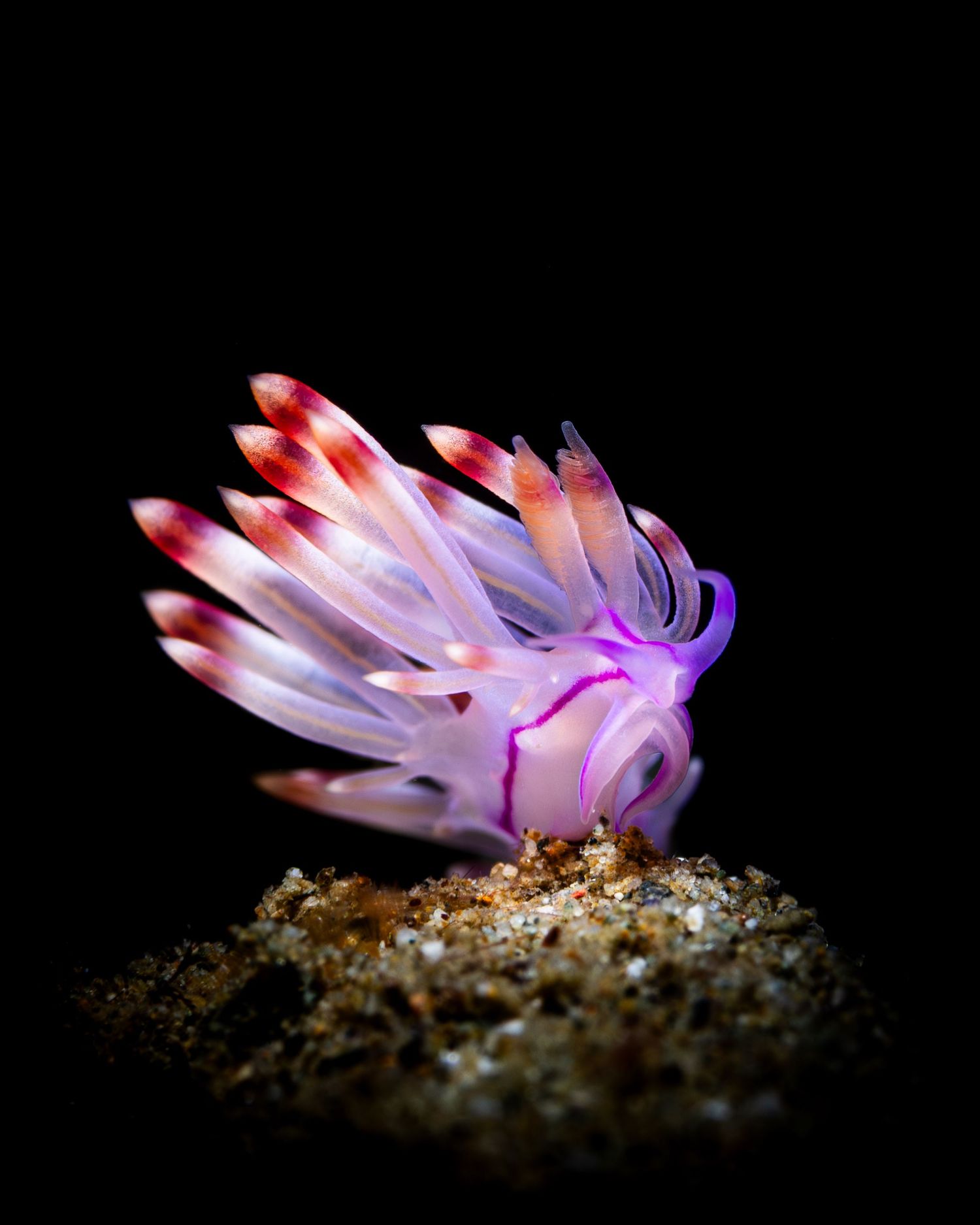 A translucent pink and purple sea slug with spiky tentacles glows against a dark background on sandy substrate.