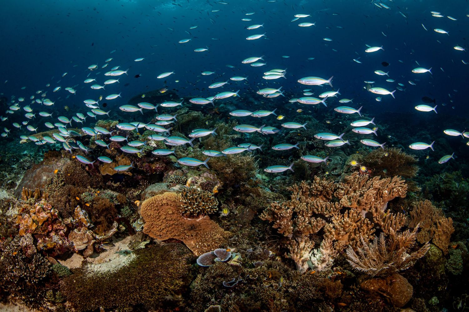 School of tropical fish swim through vibrant coral reefs in crystal clear blue ocean waters.