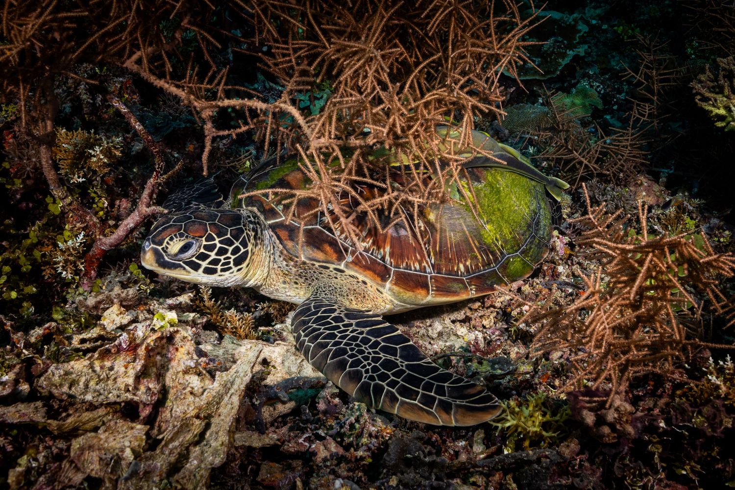 A brown snake with distinctive markings slithers through dry leaves and twigs in a forest setting.