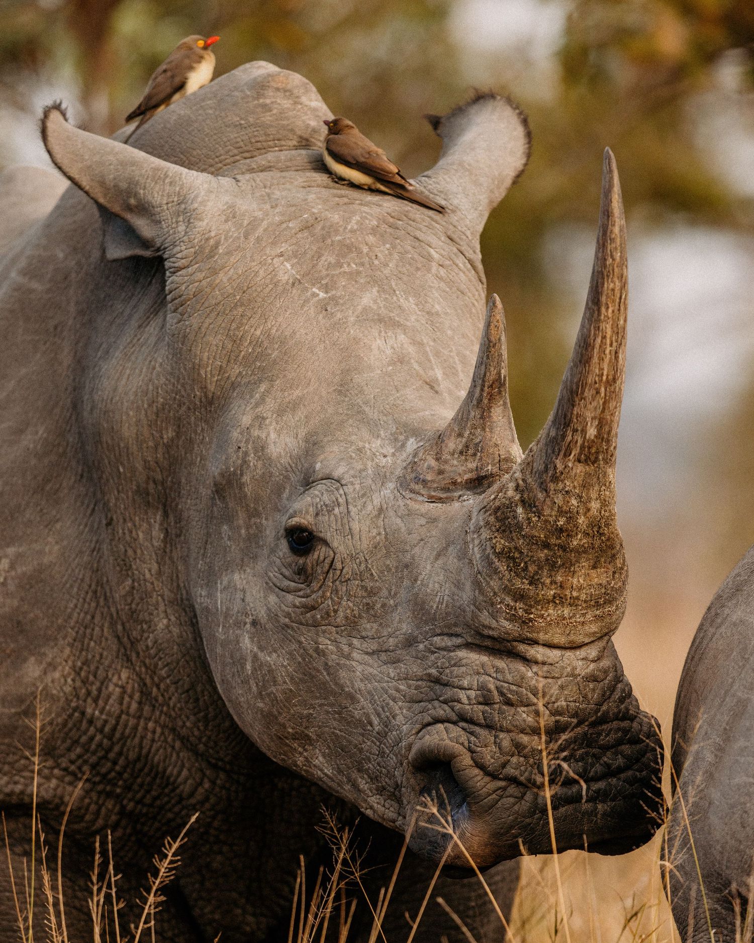 Close-up profile view of a white rhinoceros showing its distinctive horn and rough textured skin in natural habitat.