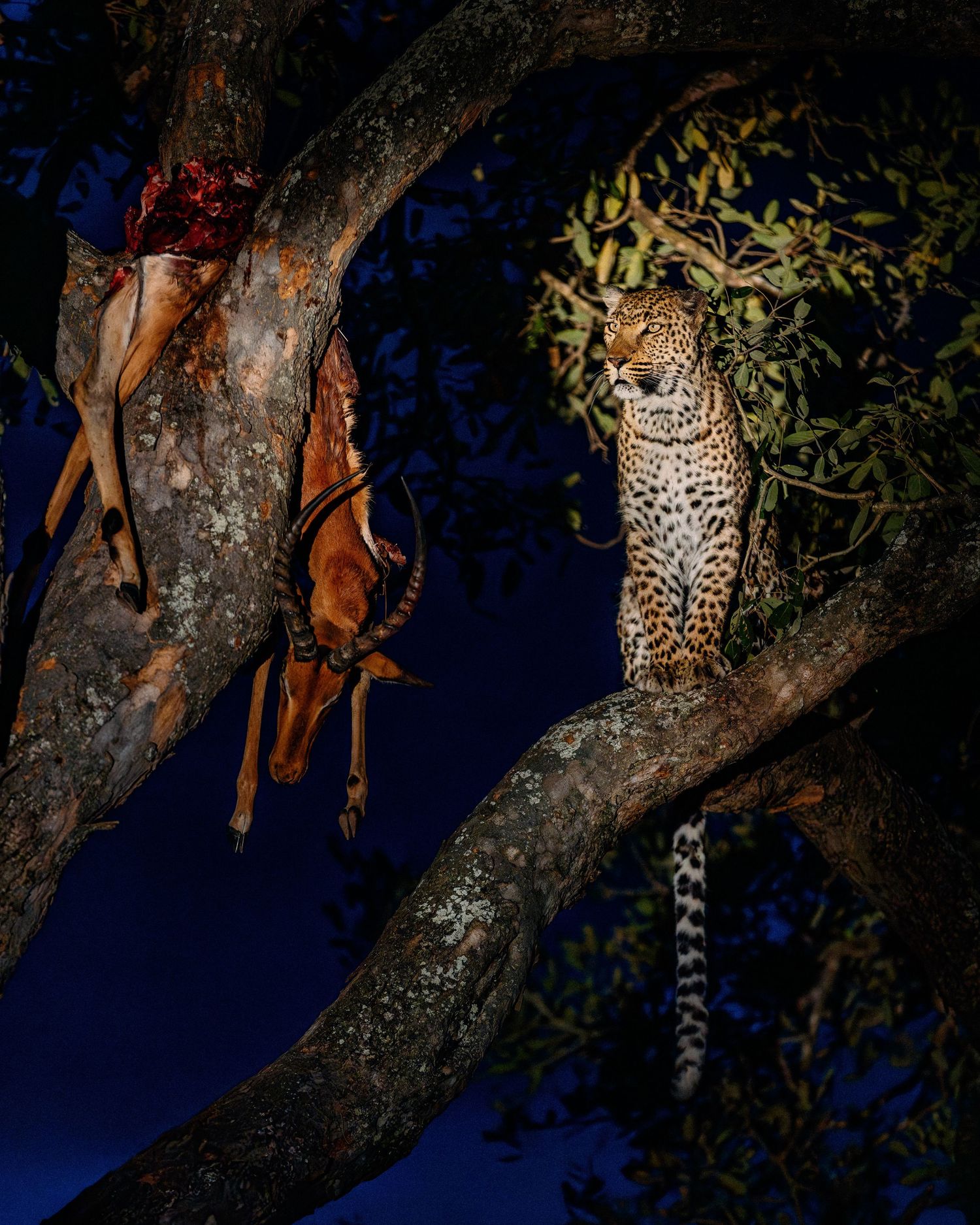A leopard perches on a tree branch at night while illuminated by artificial lighting.