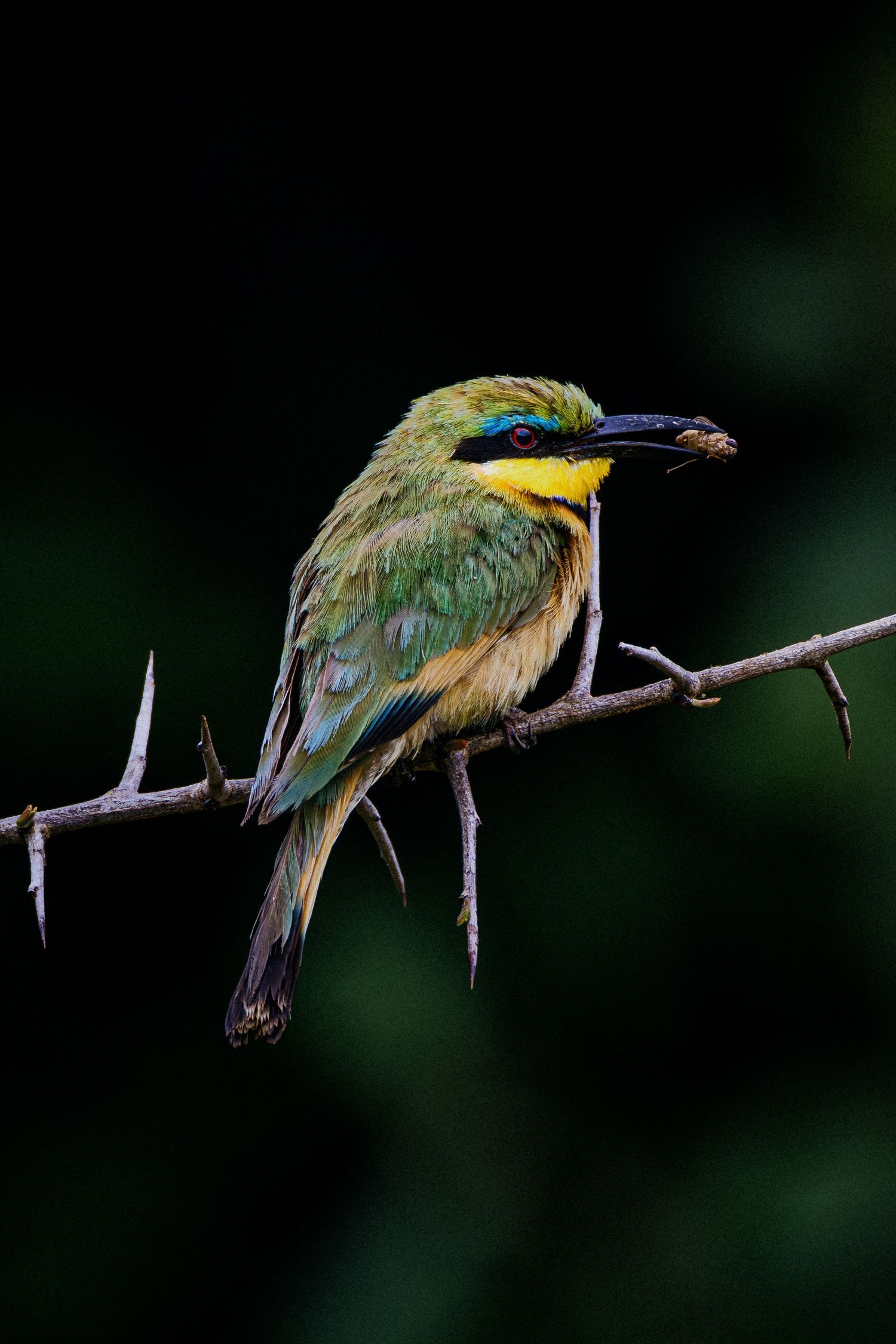 A small green bee-eater bird perched on a thin branch against a dark background, displaying its vibrant plumage.