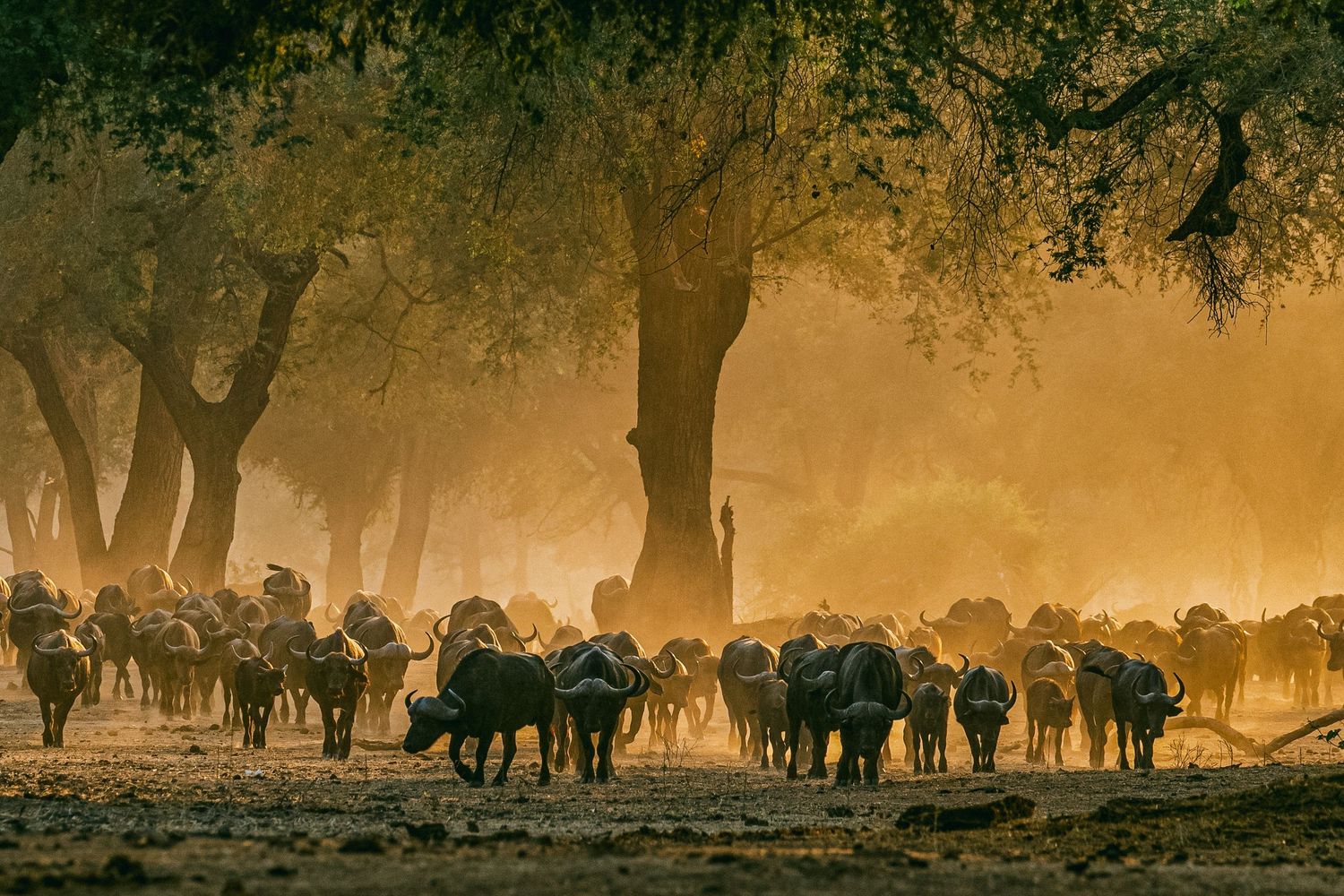 Large herd of African buffalo walking through dusty golden light beneath sprawling trees at sunset.