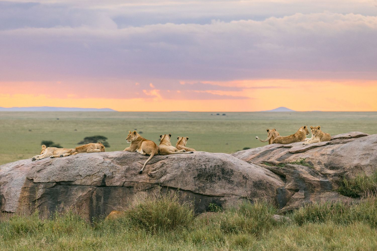 A pride of lions resting on rocky outcrops in the Serengeti at sunset with vast savanna plains stretching into the horizon.