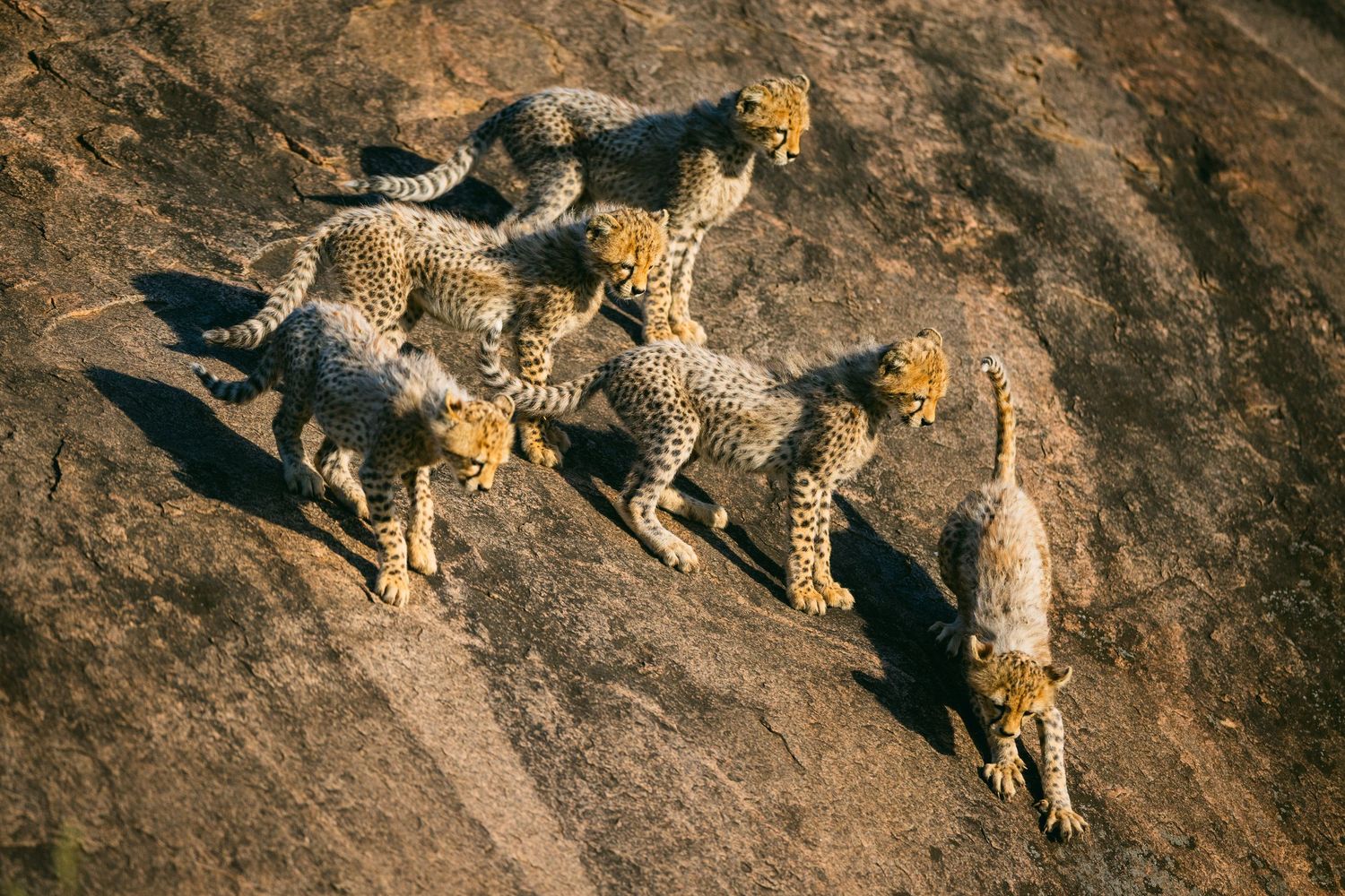 Aerial view of a group of cheetahs walking on a rocky surface in the wild African savanna.