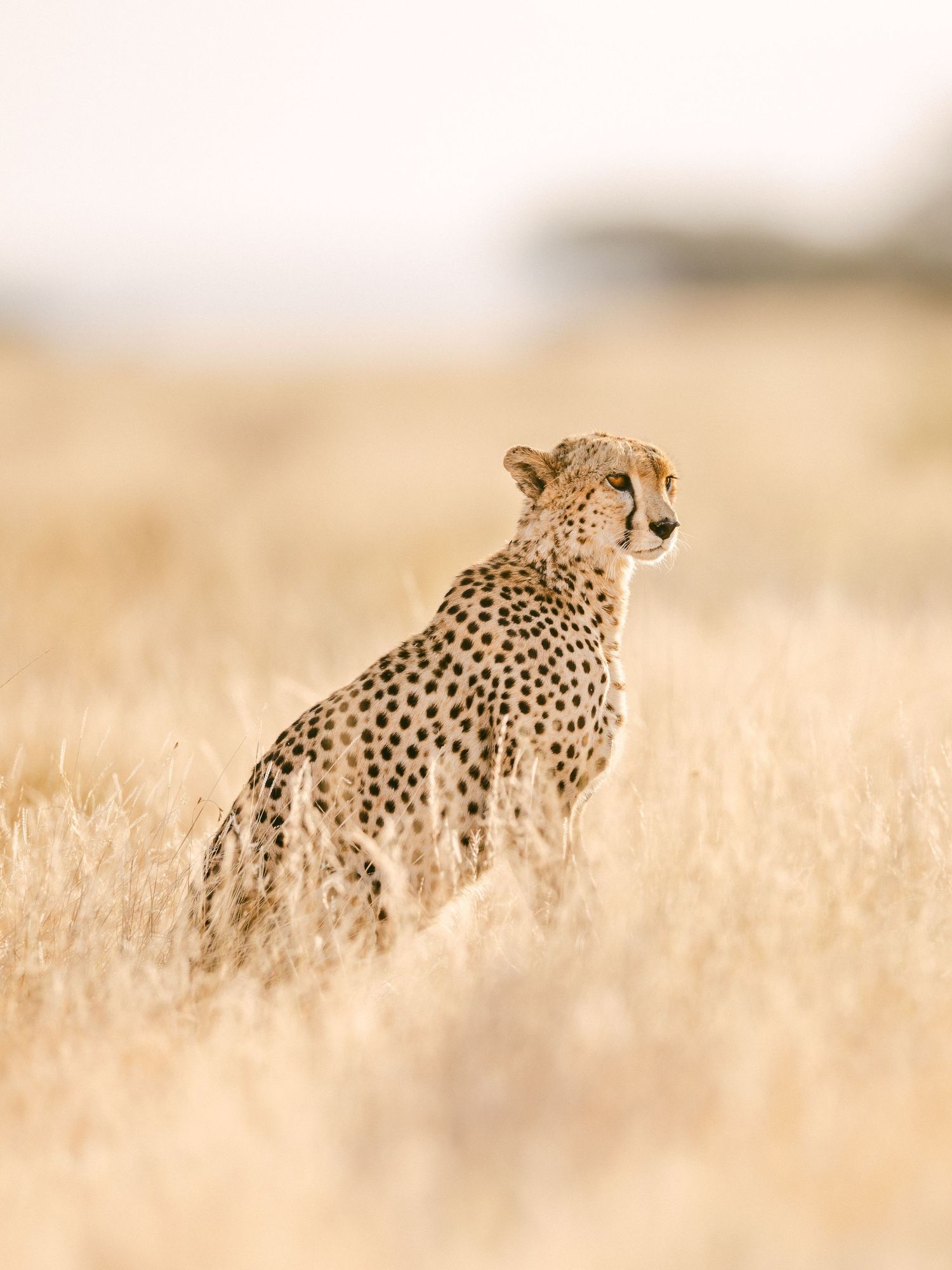 A cheetah sits alert in golden savanna grass, scanning the horizon in the African wilderness.