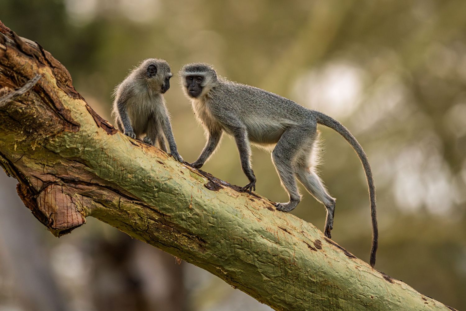 Vervet monkeys climbing and playing on tree branches.