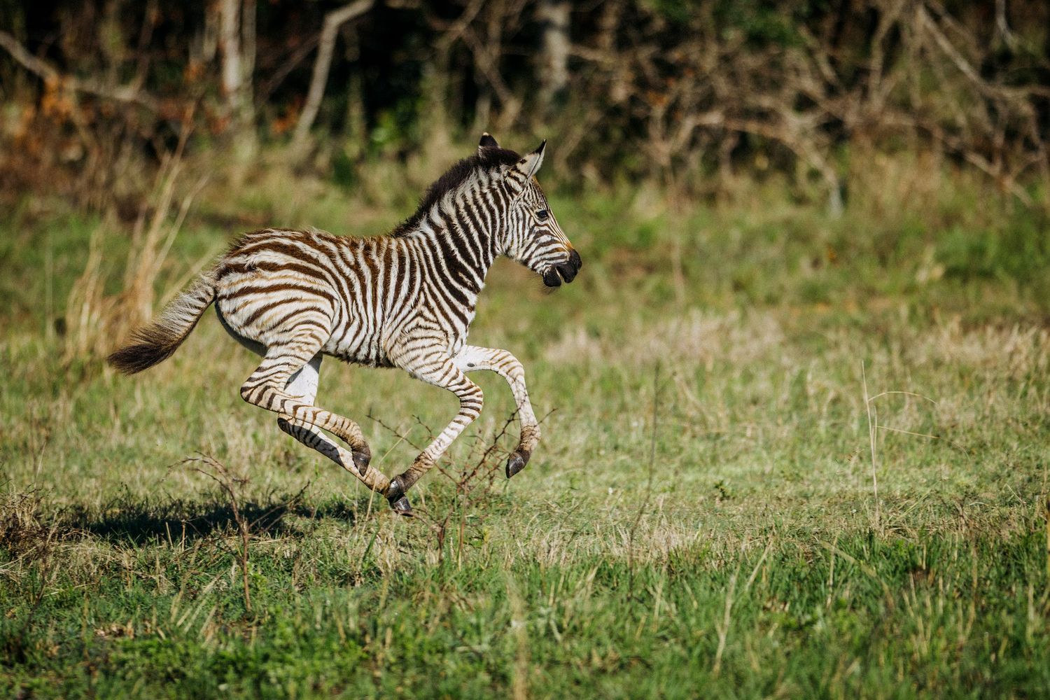 Multiple zebras galloping across a grassy plain in rapid motion.