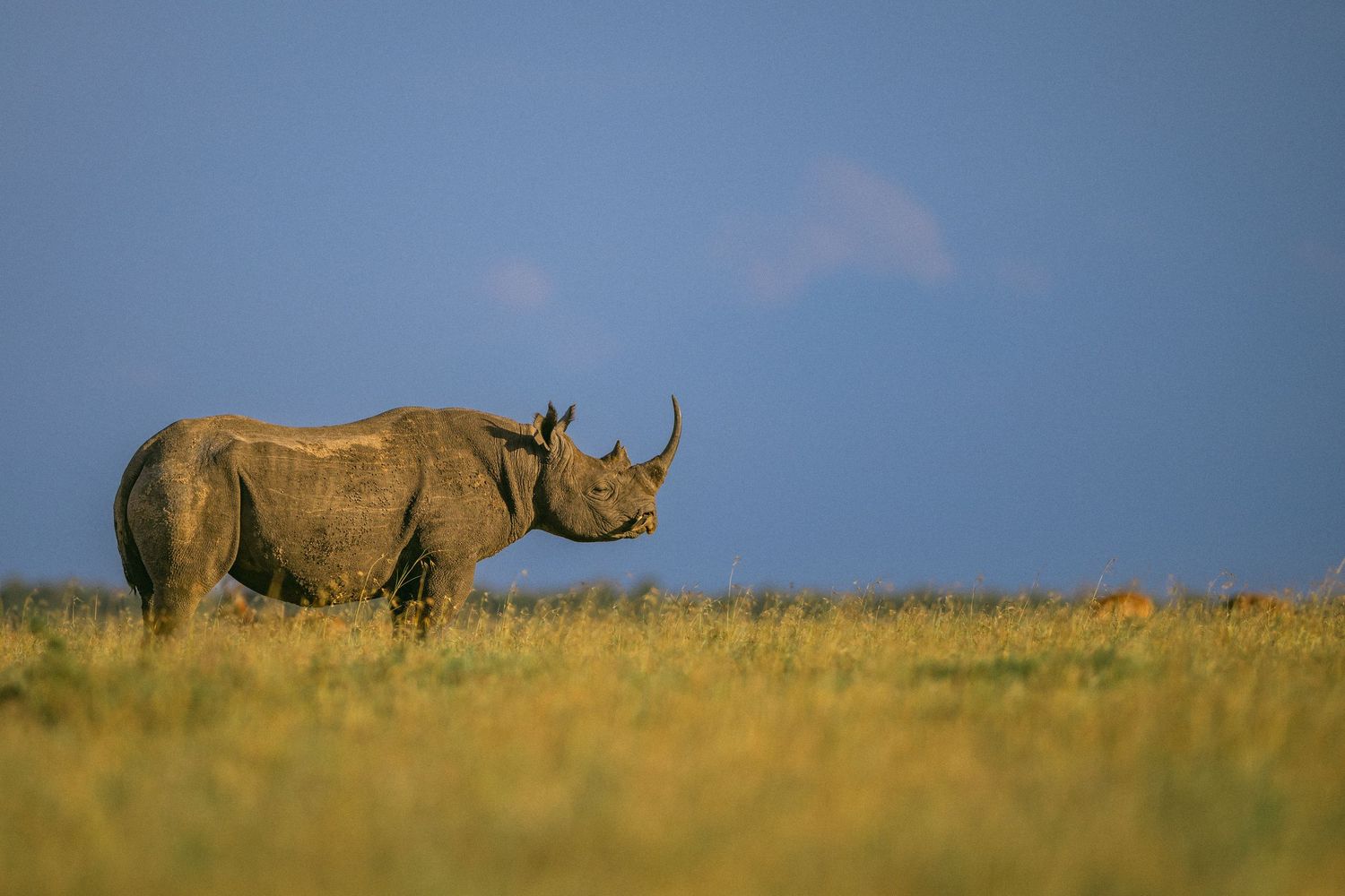 A black rhinoceros stands alone in golden savanna grasslands under a clear blue sky in Africa.