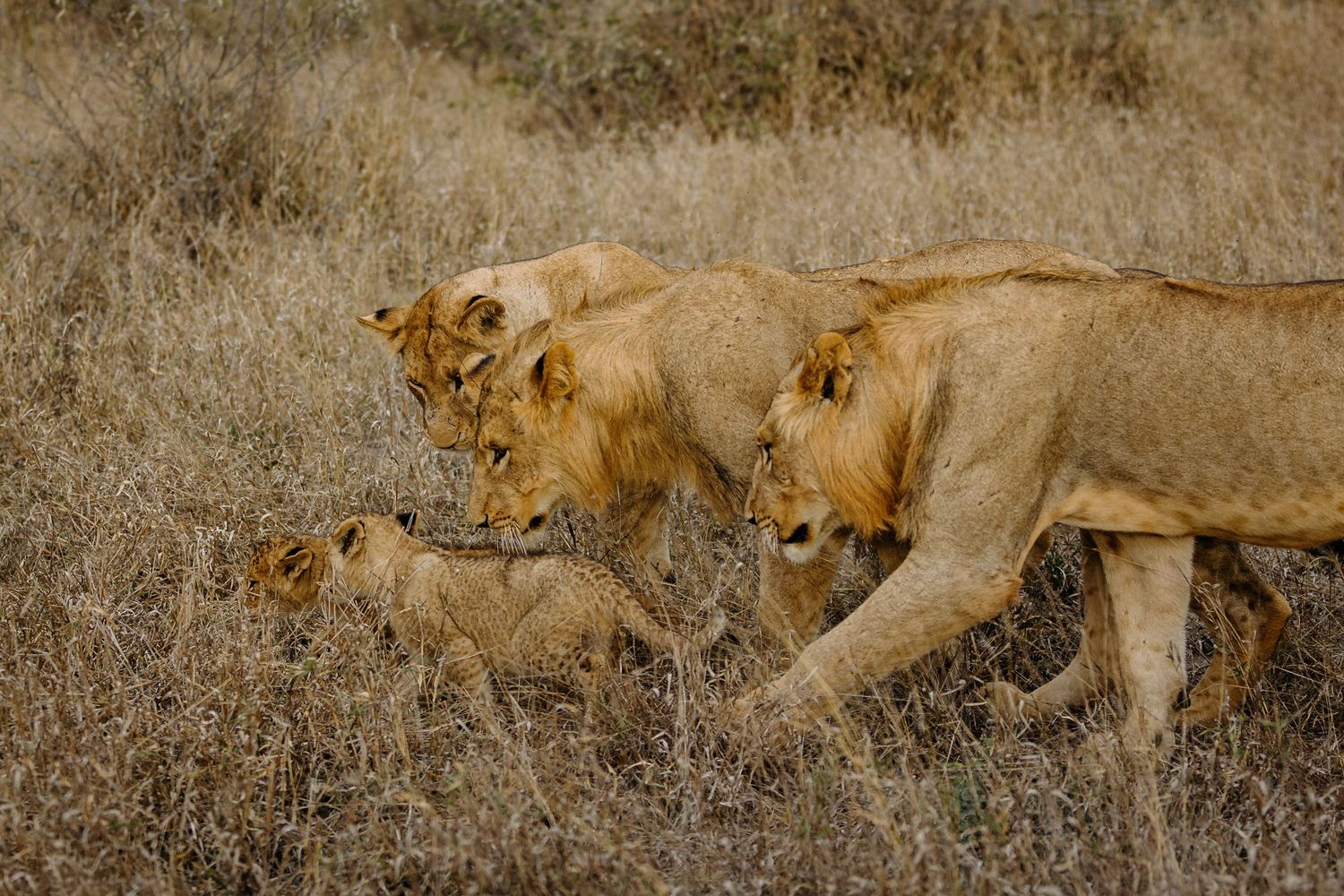 Two young lionesses stalk through dry grass in the African savanna during a hunt.