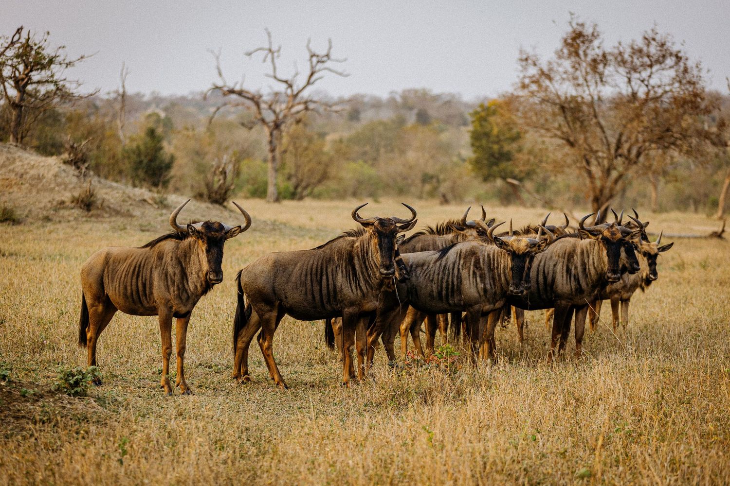 A herd of wildebeest grazing in the African savanna during golden hour.