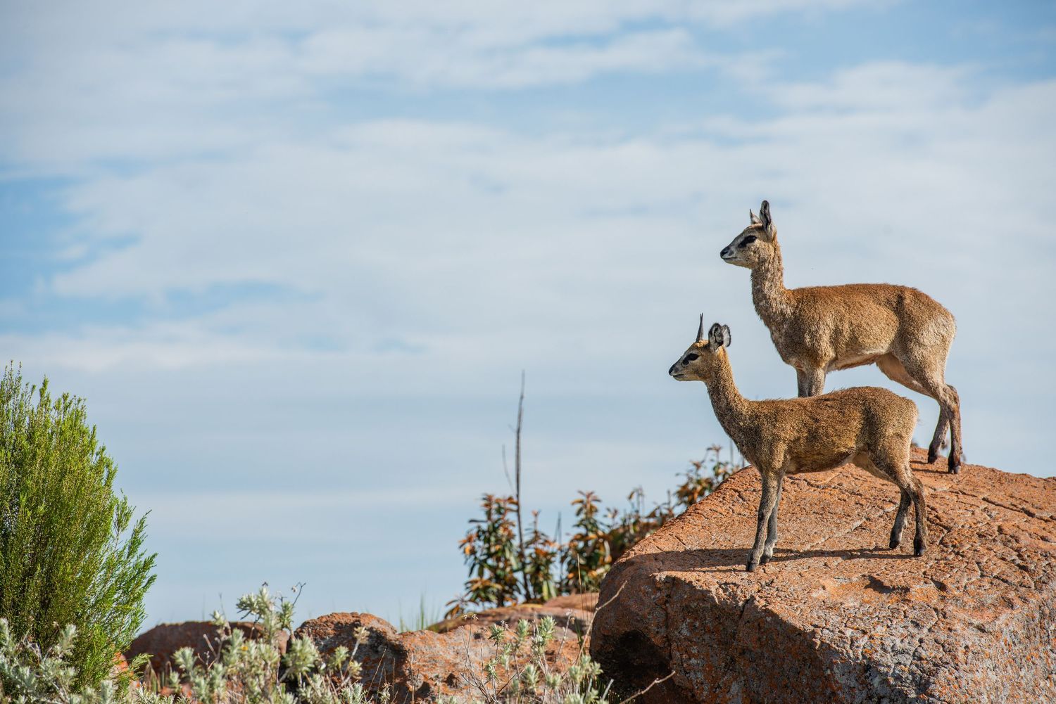 Alert antelope standing on rocky outcrops against a bright blue sky.