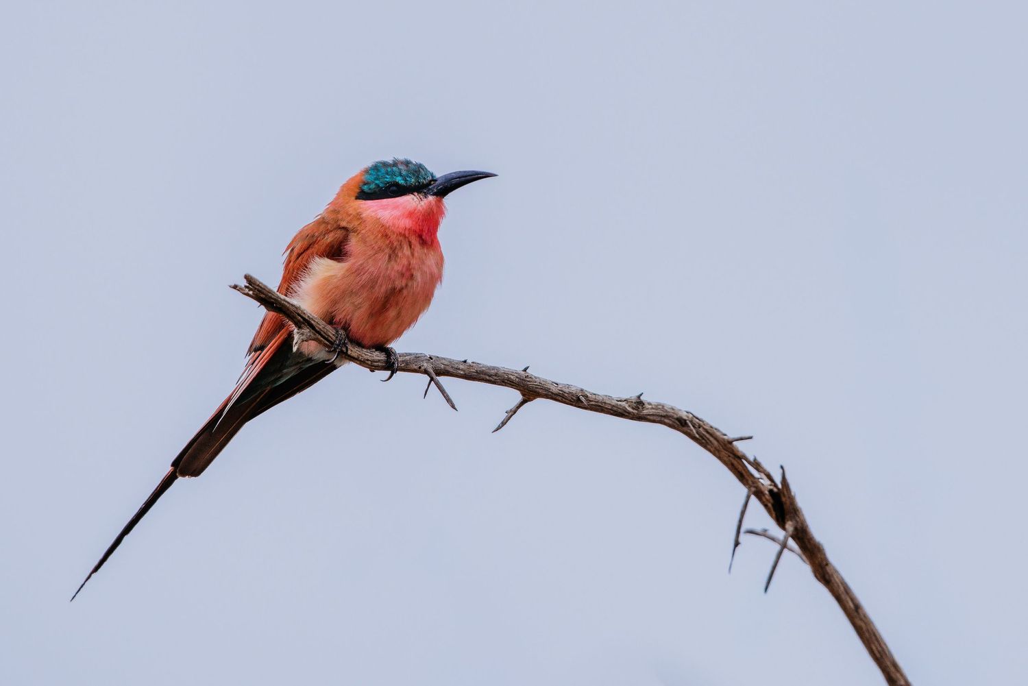 A vibrant orange carmine bee-eater bird perches on a thin branch against a light blue sky background.