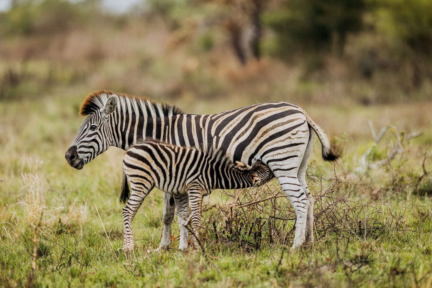 A herd of zebras grazing in the African savanna grasslands during daytime.