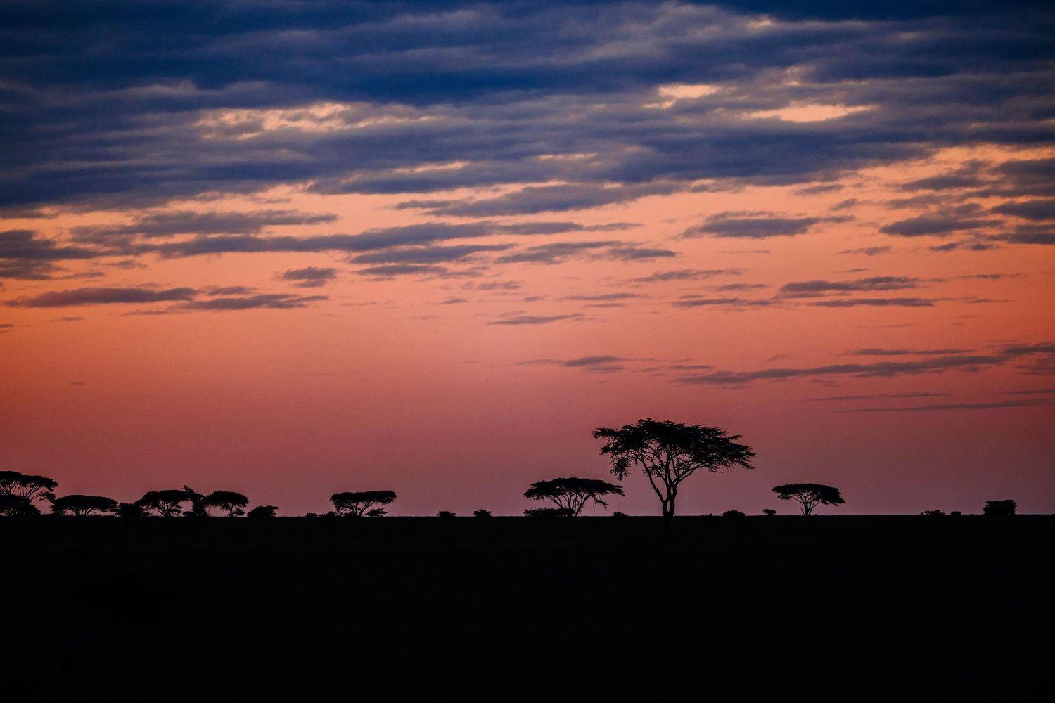 Silhouetted acacia trees against a vibrant orange and blue African savanna sunset sky.