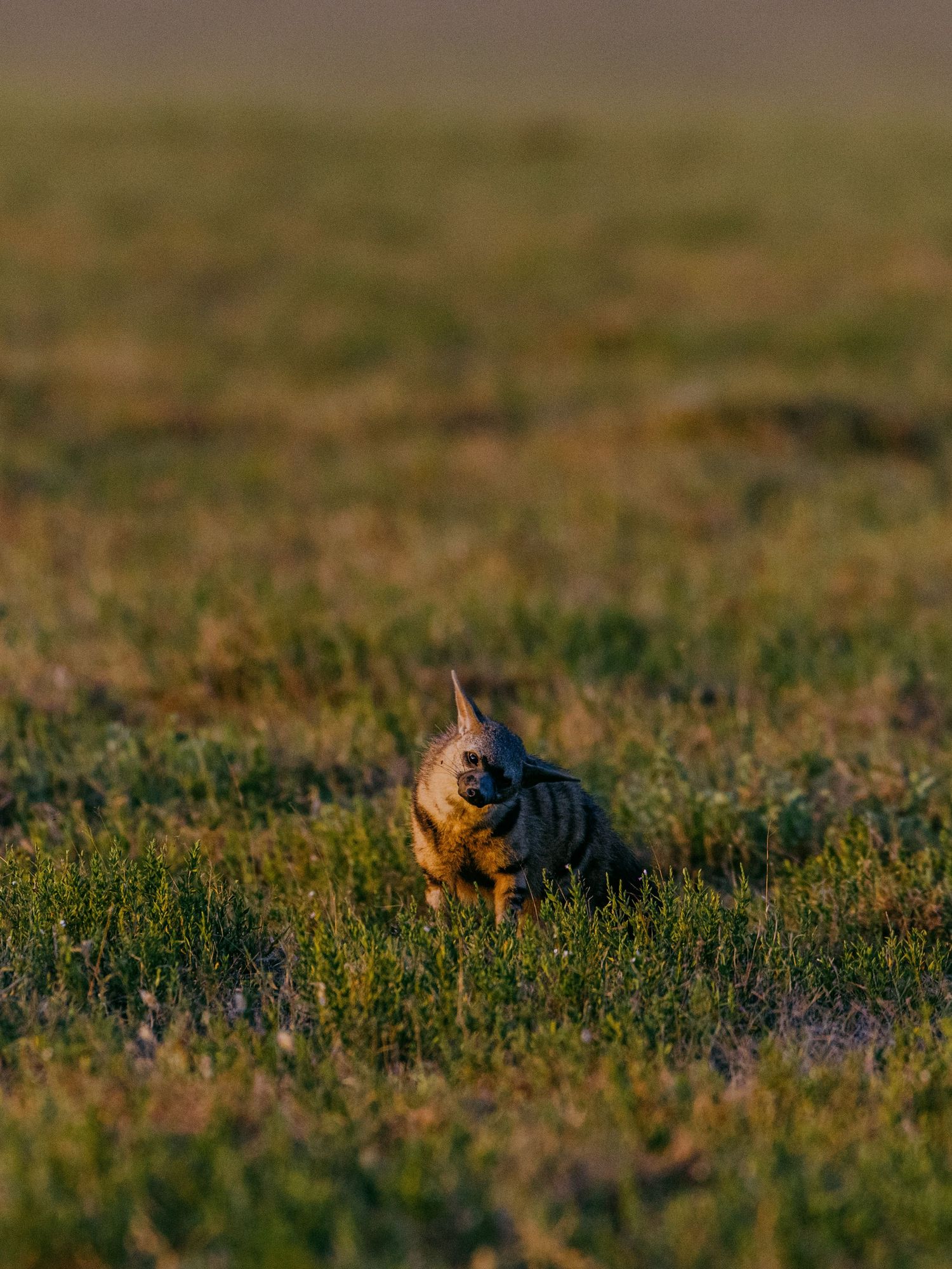 A small wild animal walks through a vast open grassland bathed in warm golden light.
