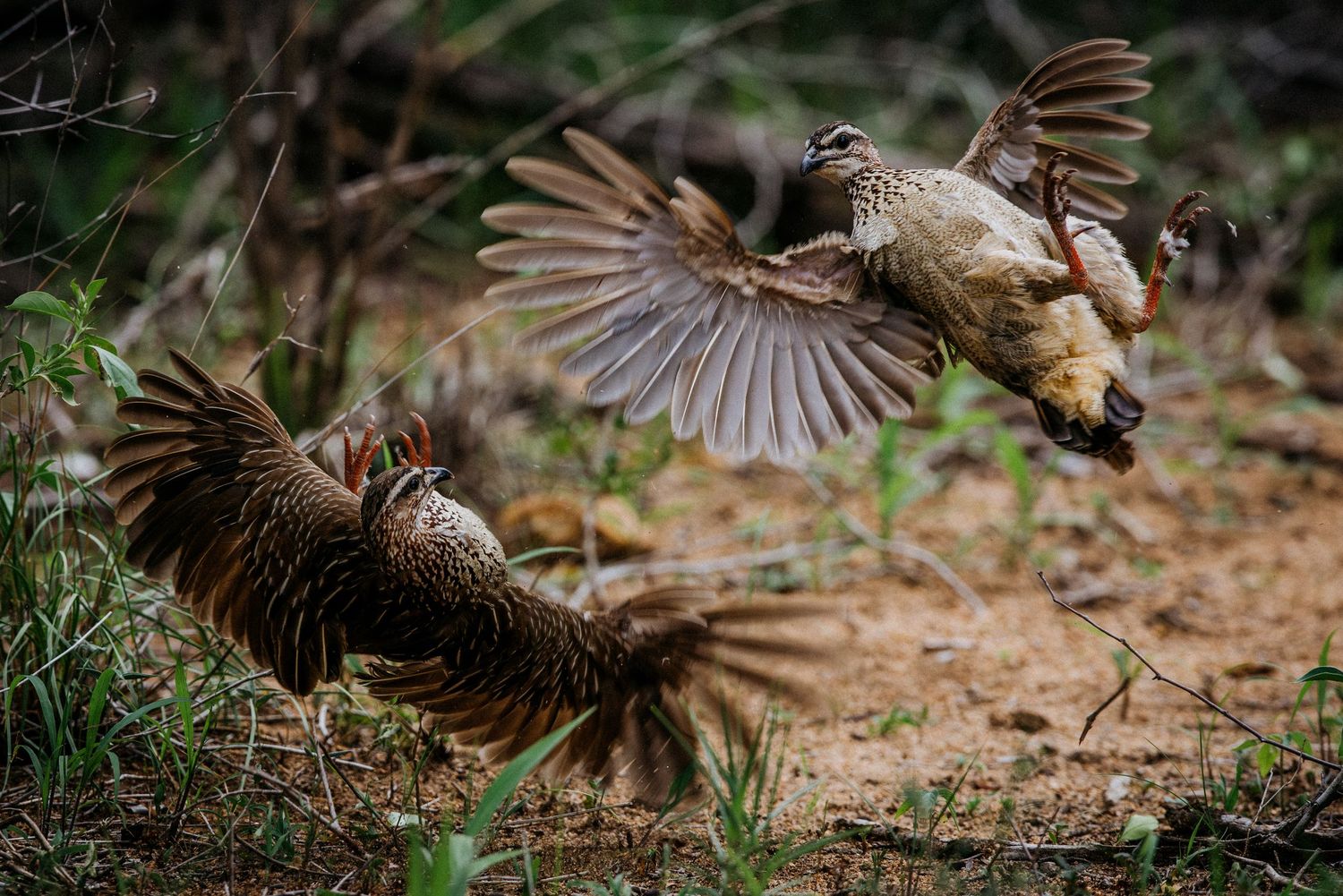 A sequence of photos showing a bird swooping down to catch prey on the forest floor in dramatic action shots.