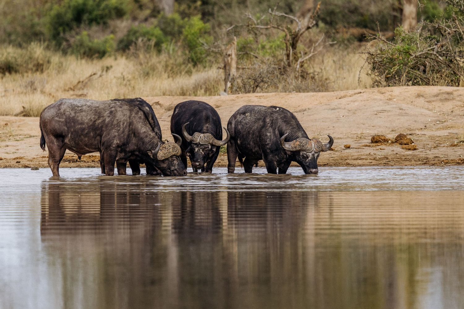Herd of buffalo drinking at waterhole in natural African habitat.