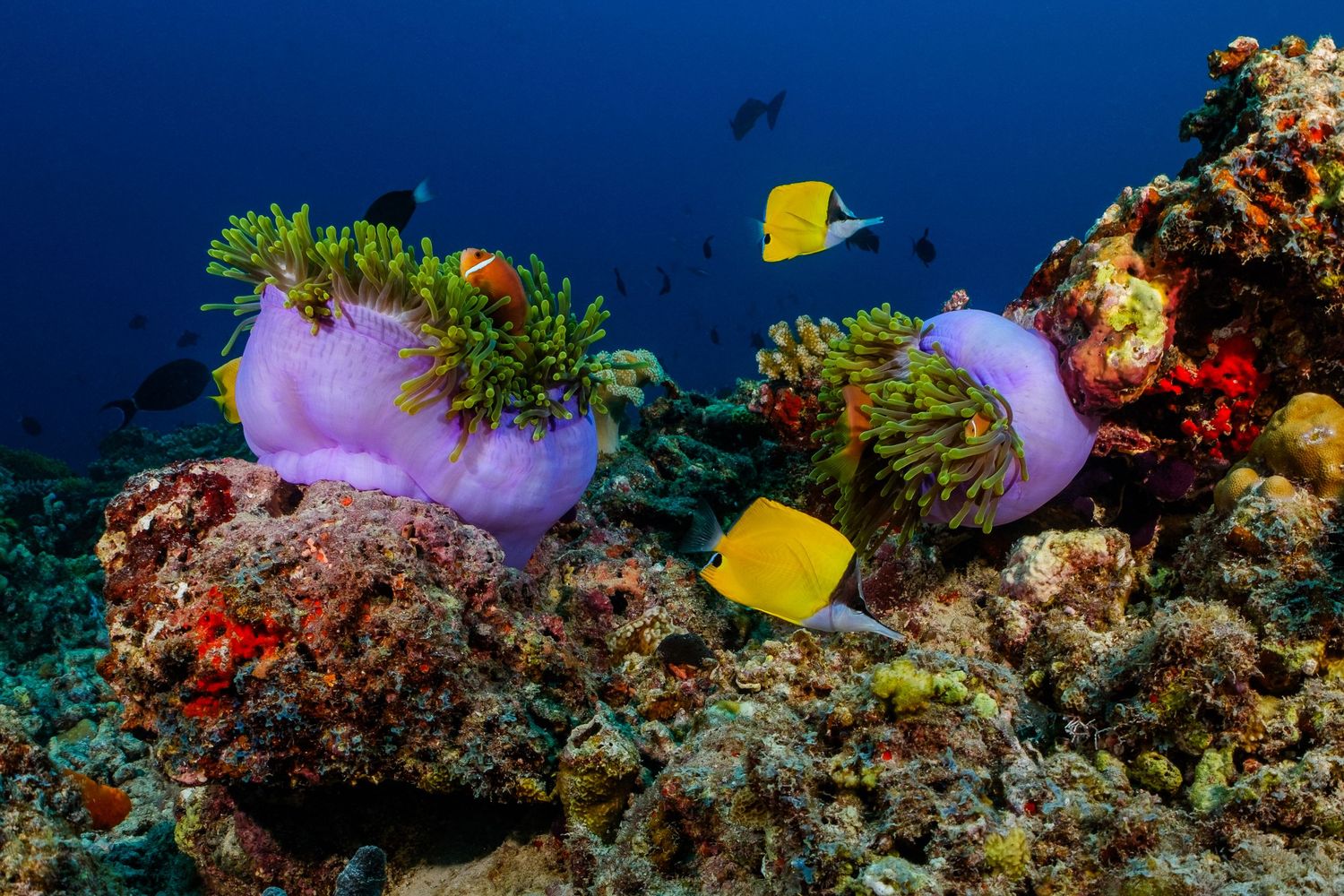 Vibrant coral reef ecosystem with yellow tang fish swimming among colorful corals.