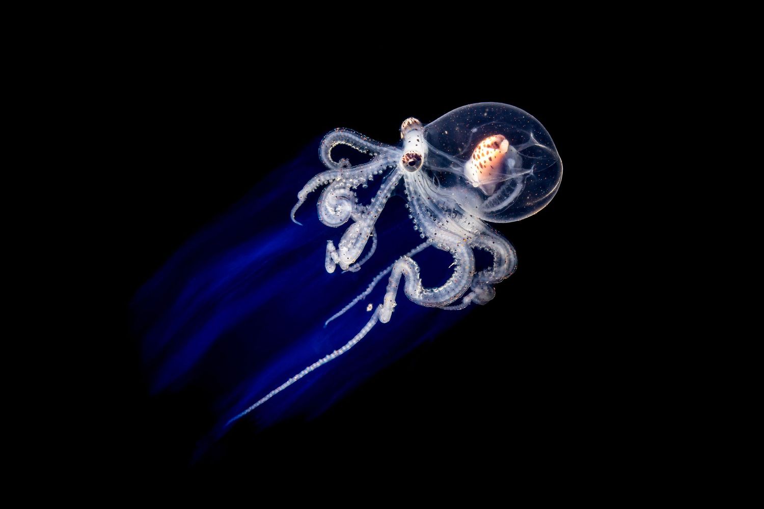 Glowing jellyfish with translucent bell and trailing tentacles against dark background.