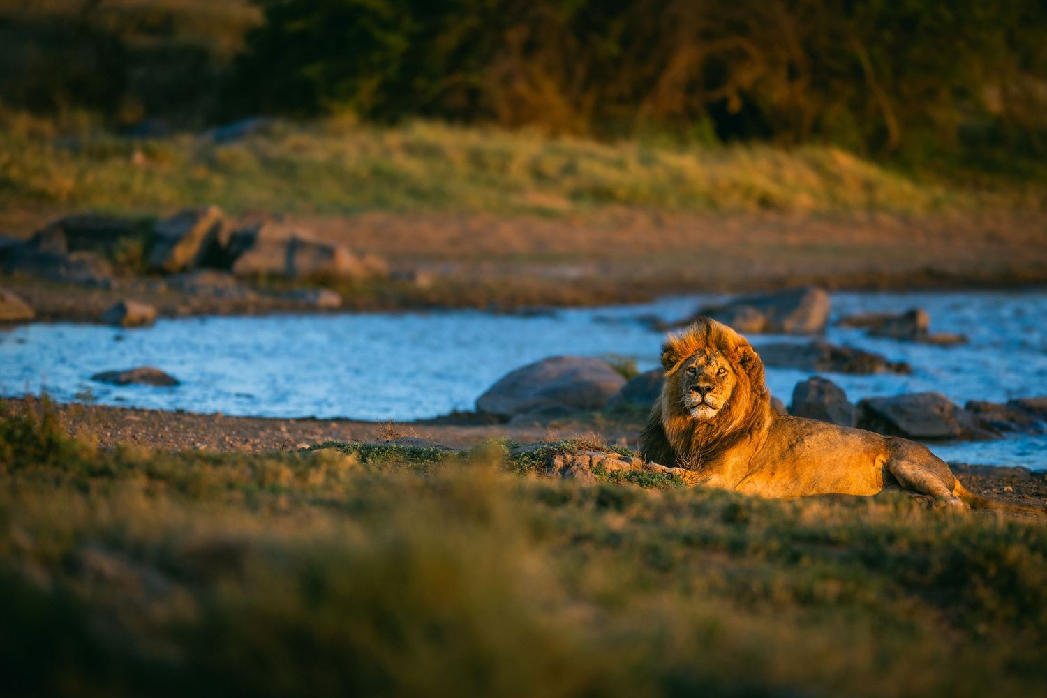 A majestic lion resting by a river in golden sunlight on an African savanna.