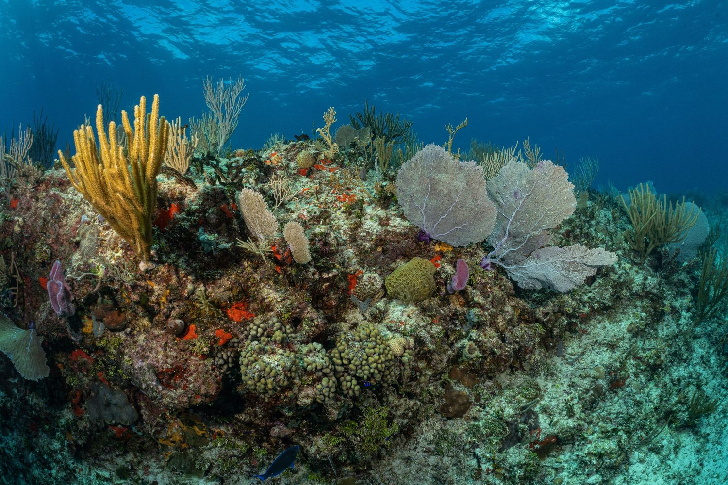 Vibrant coral reef ecosystem with colorful sponges, soft corals, and marine life in crystal clear blue waters.