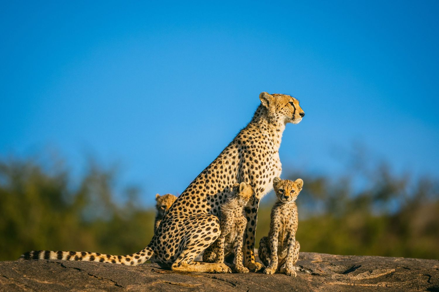 A cheetah mother and two cubs sit together on a rock in the African savanna under a clear blue sky.