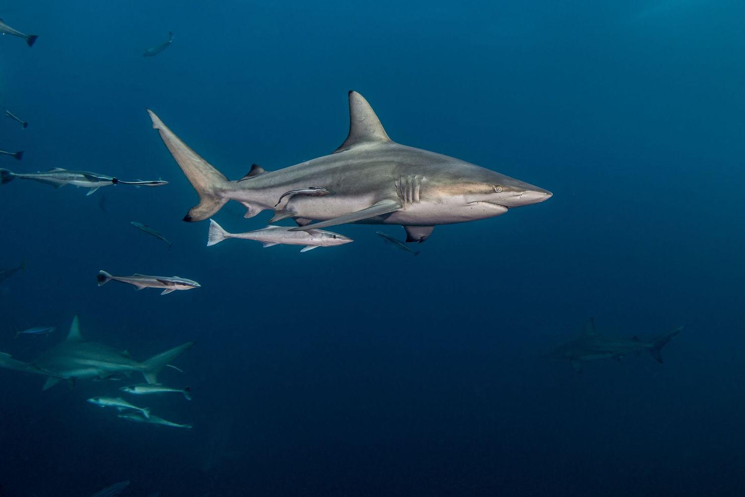 A Caribbean reef shark swims gracefully through deep blue waters alongside other sharks in their natural habitat.