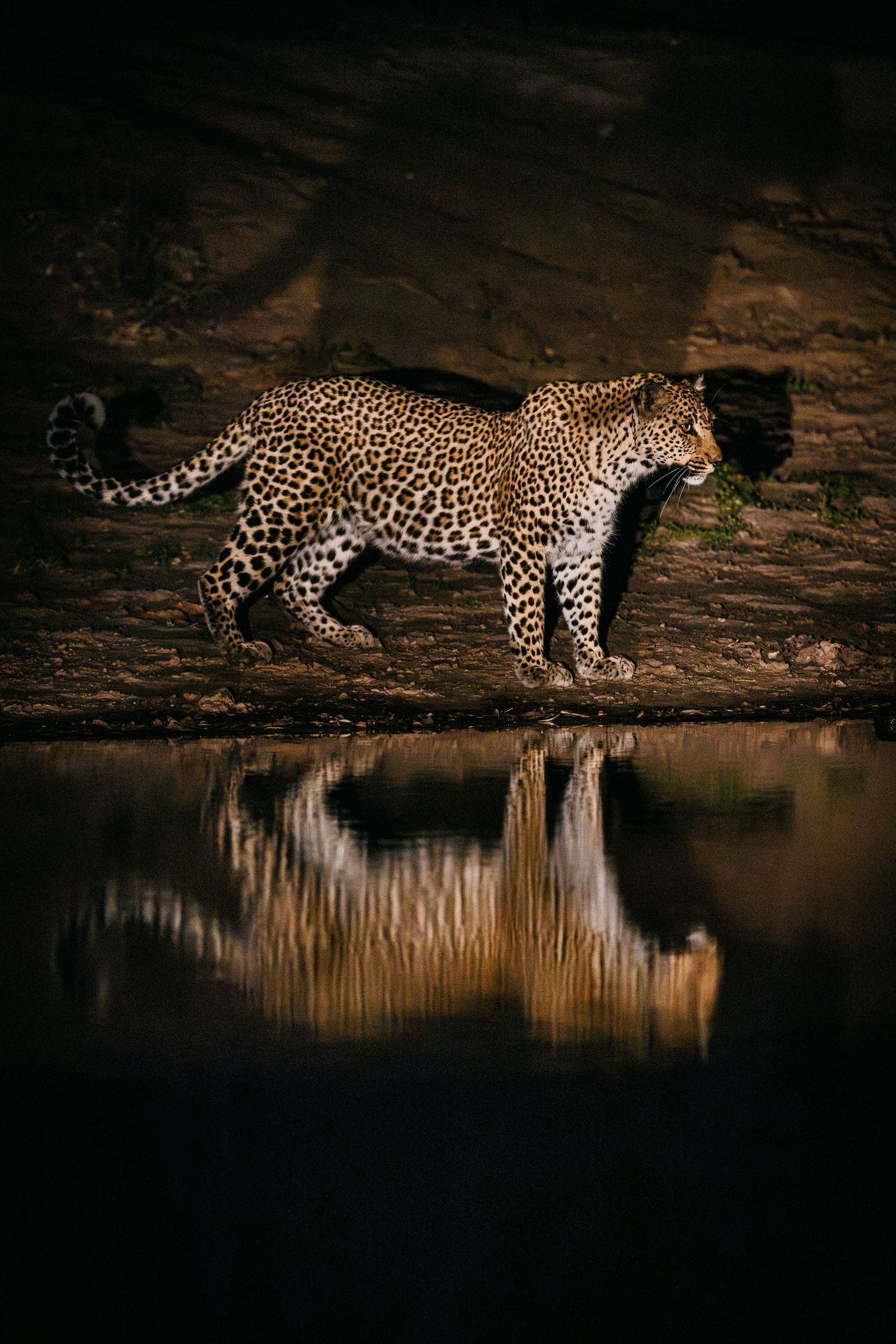 A majestic leopard walks along a dark riverbank at night with its reflection visible in the still water.