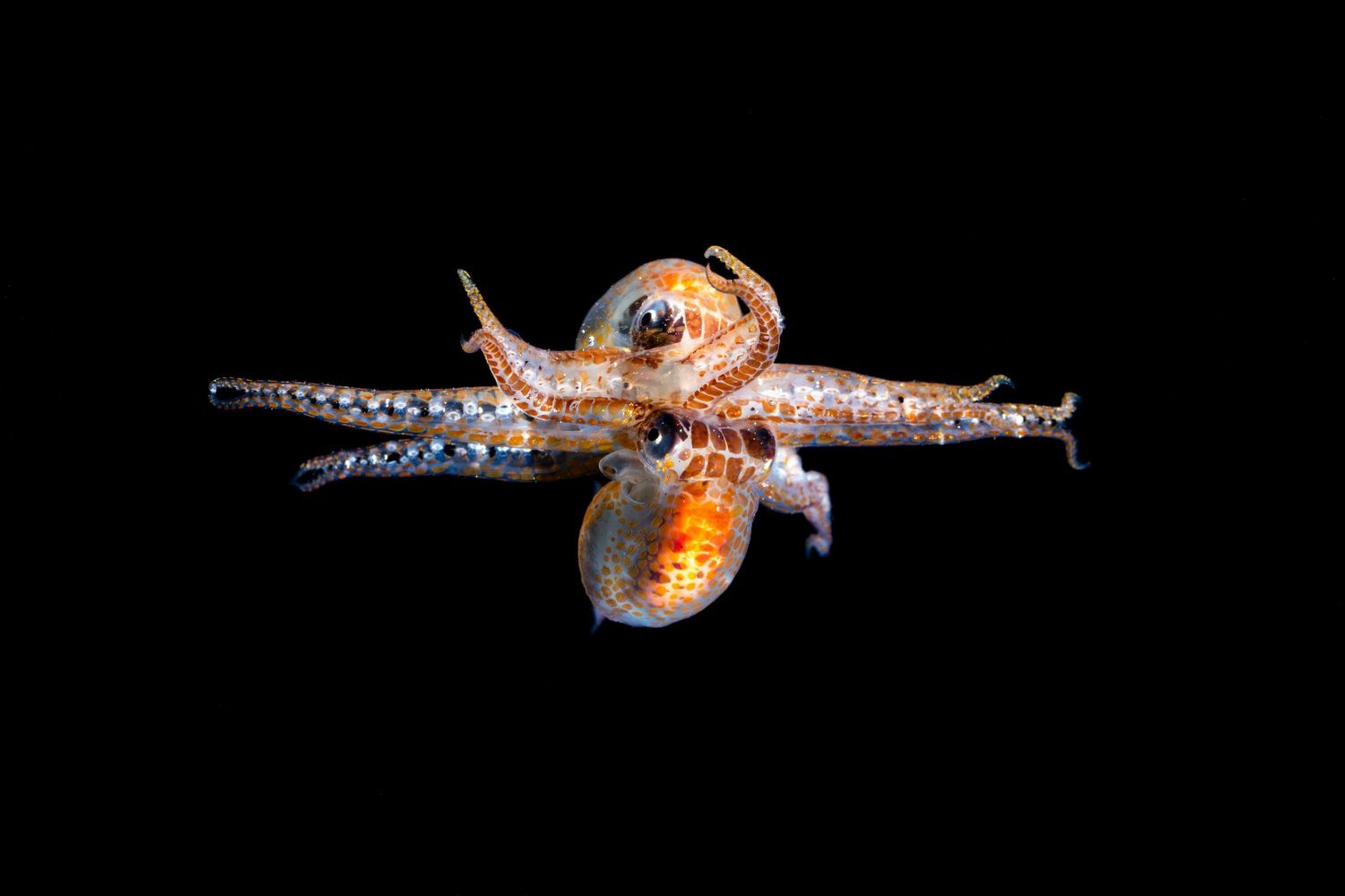 Orange and red octopus with extended tentacles glowing in dark waters.