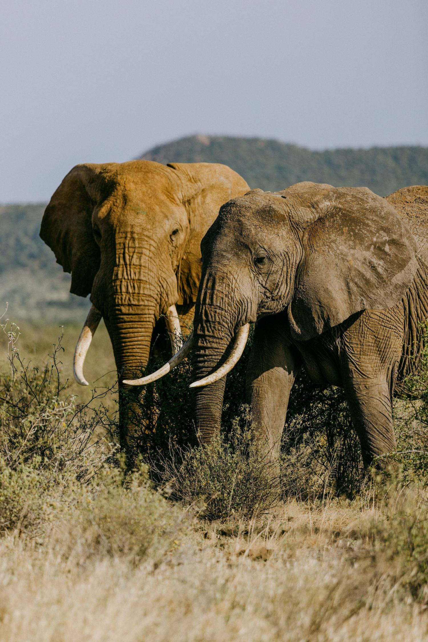 Two large African elephants with tusks standing together in dry savanna grassland with green hills in the background.