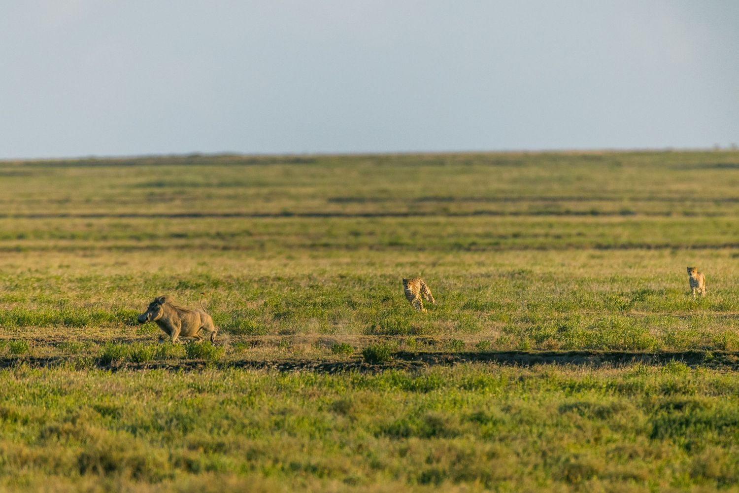 Three cheetahs roaming vast open green savanna plains under a hazy sky in Africa.