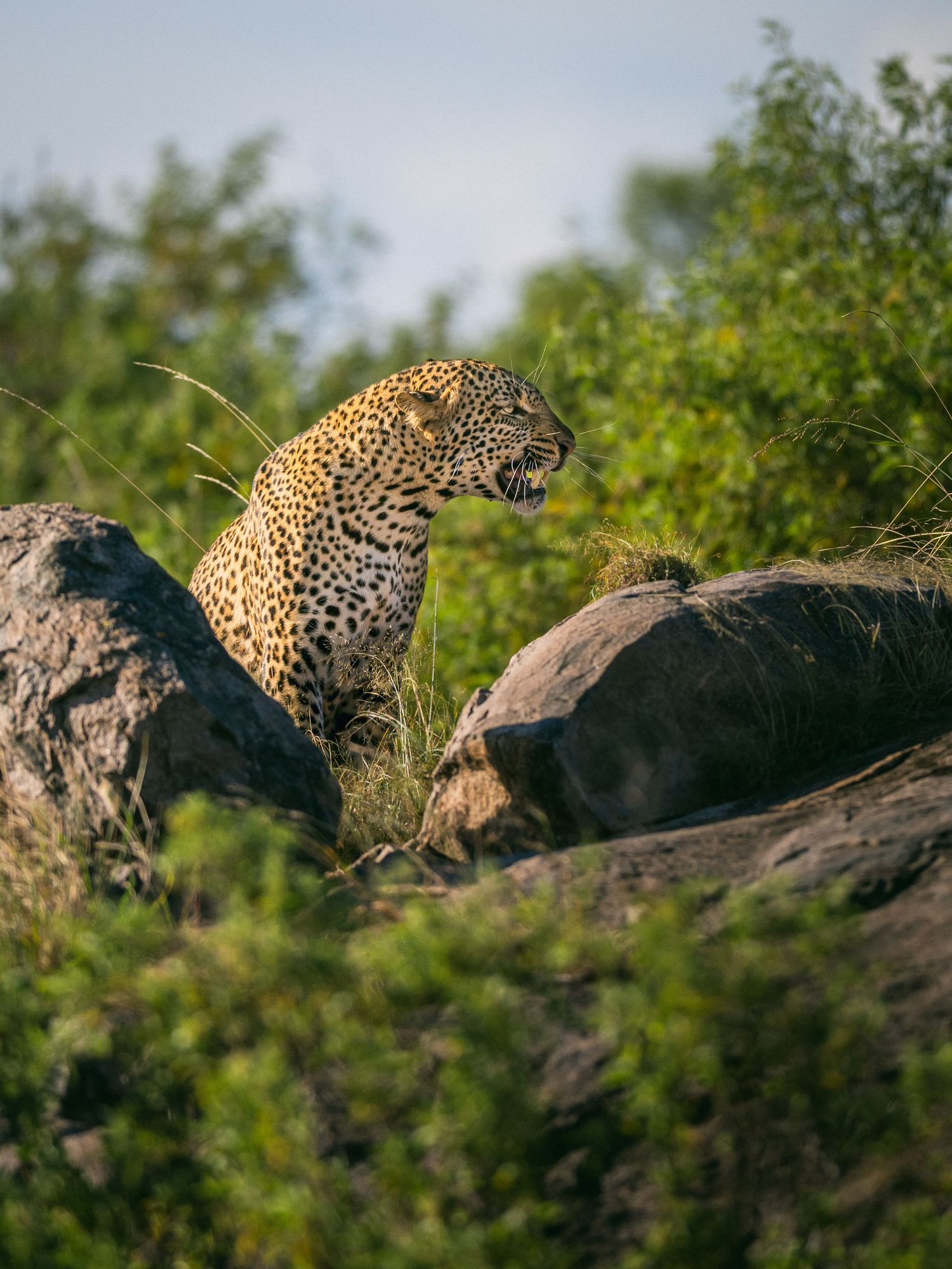 A leopard perched on rocks among lush green bushes, alert and surveying its surroundings in the wild.