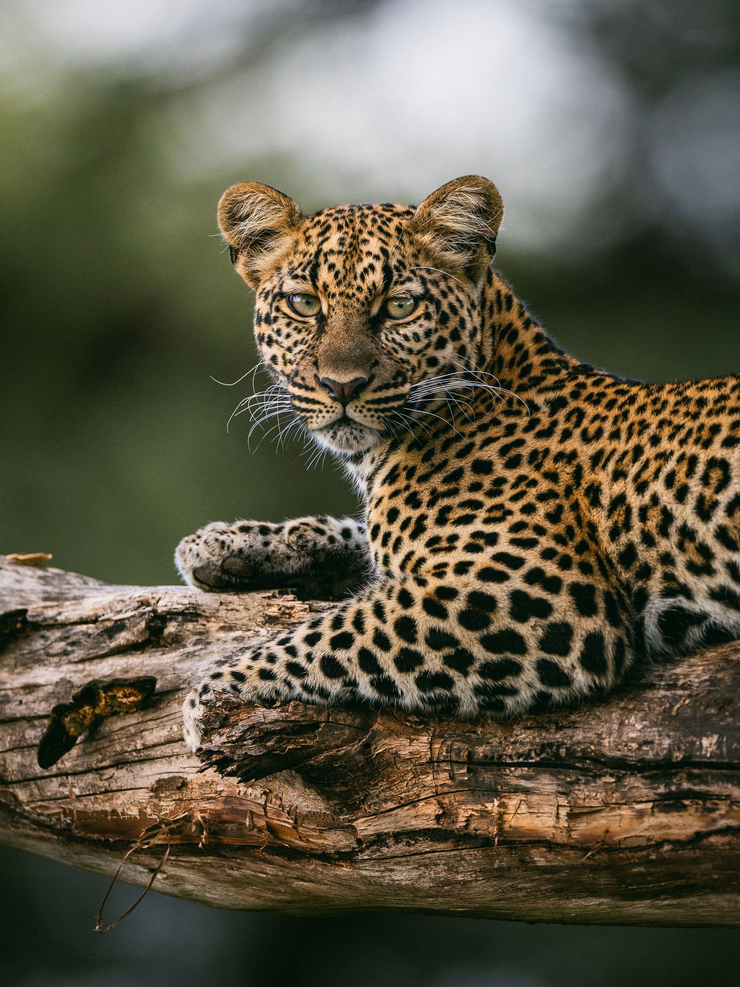 A leopard rests on a tree branch, gazing intently at the camera with its striking spotted coat on display.