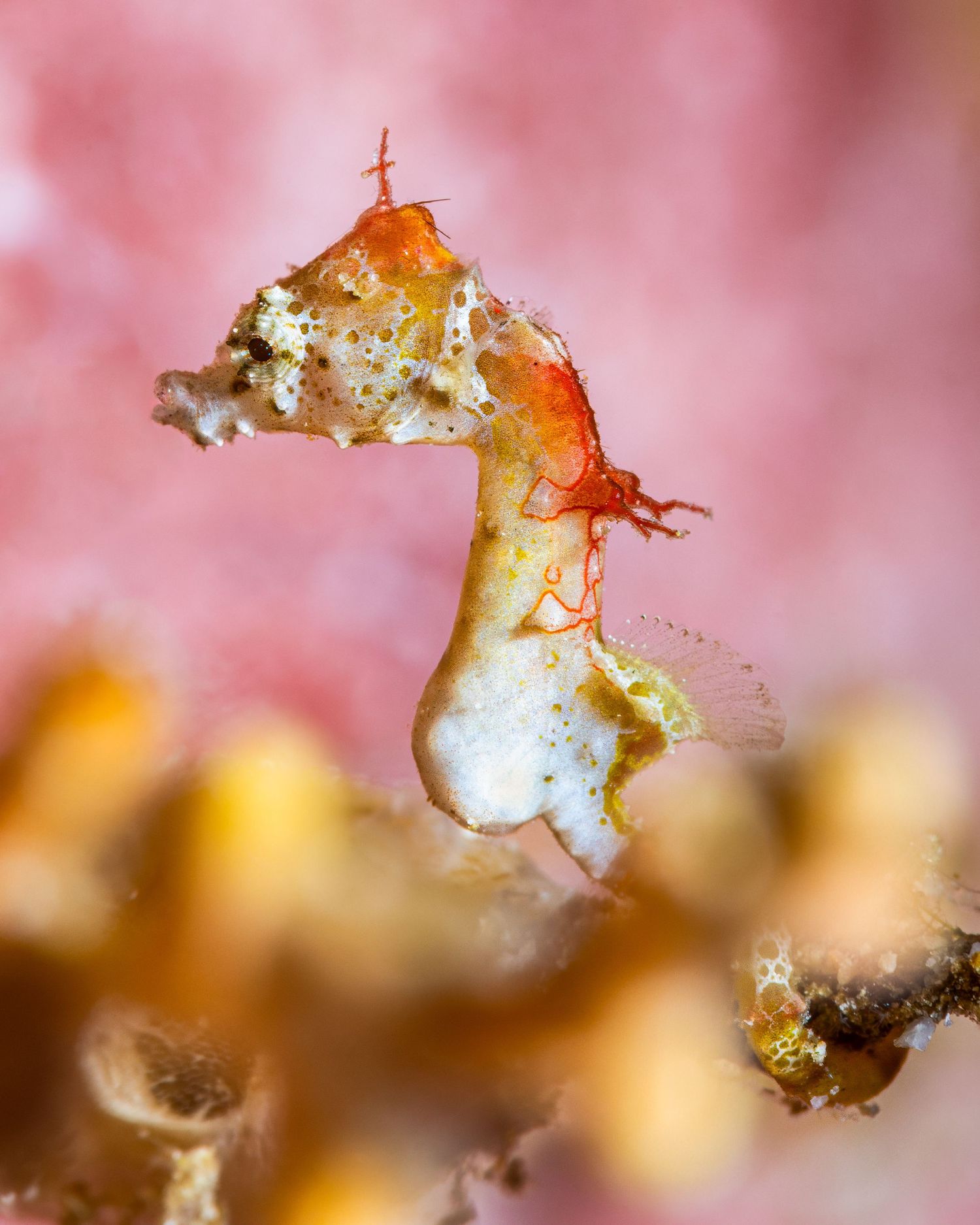 Tiny pygmy seahorse camouflaged in pink coral displays intricate details in extreme macro photography.