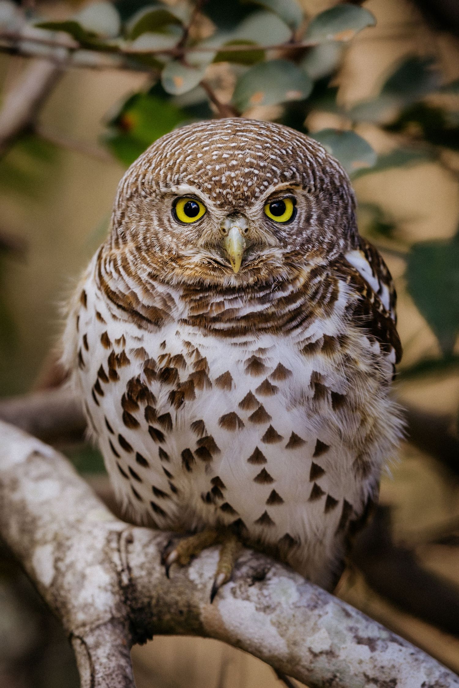 Close-up photos of an owl's head showing its distinctive yellow eyes and brown and white feather patterns perched on a branch.