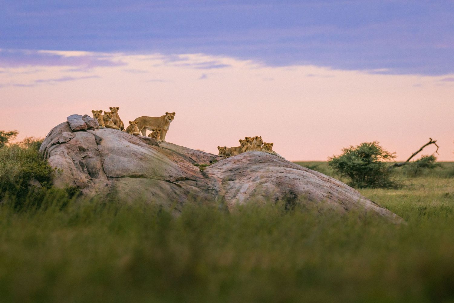 Lion cubs perched on rocky kopje at sunset in African savanna with giraffe visible in background.