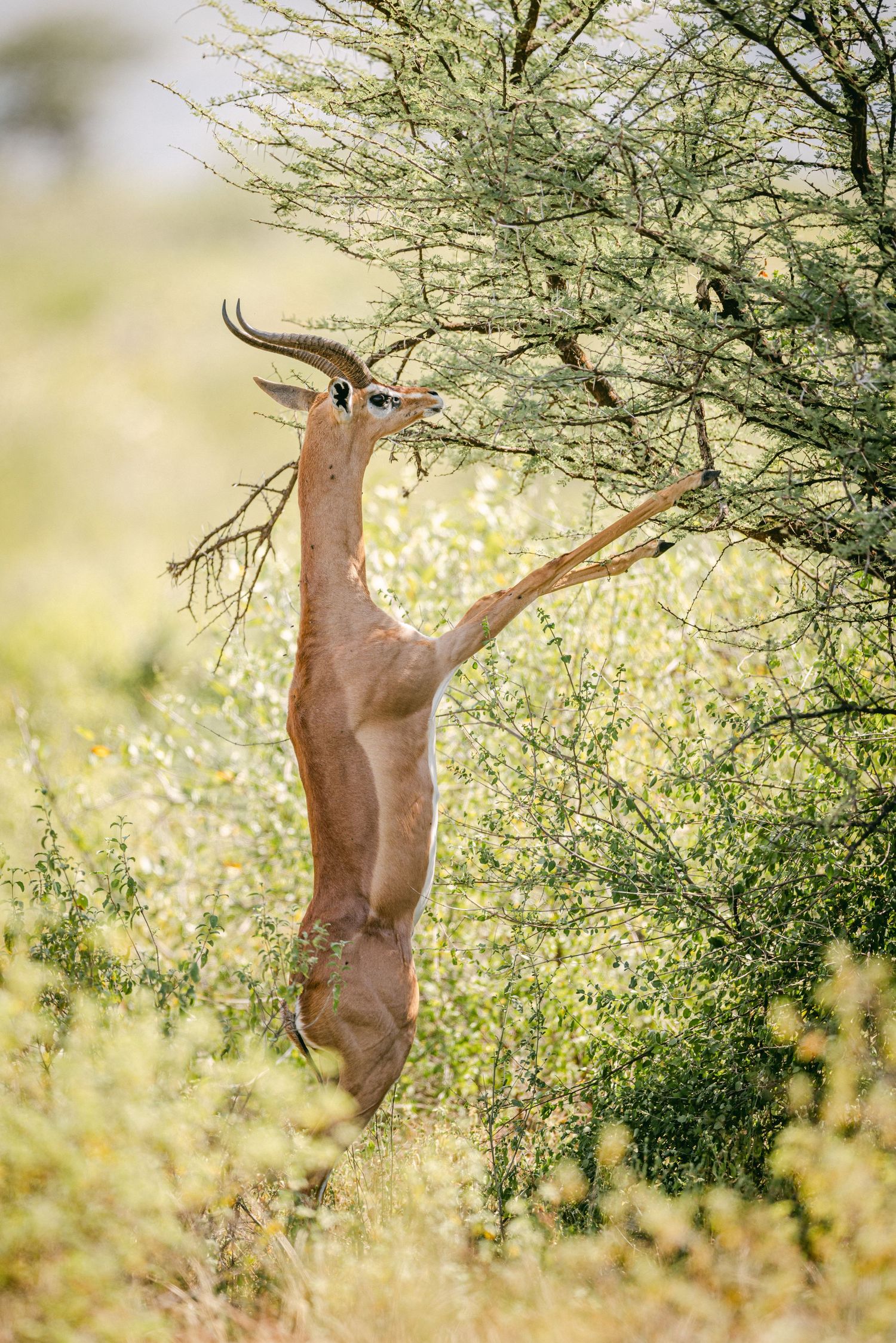A gerenuk antelope stands on hind legs to reach and browse leaves from a thorny acacia tree in African savanna.