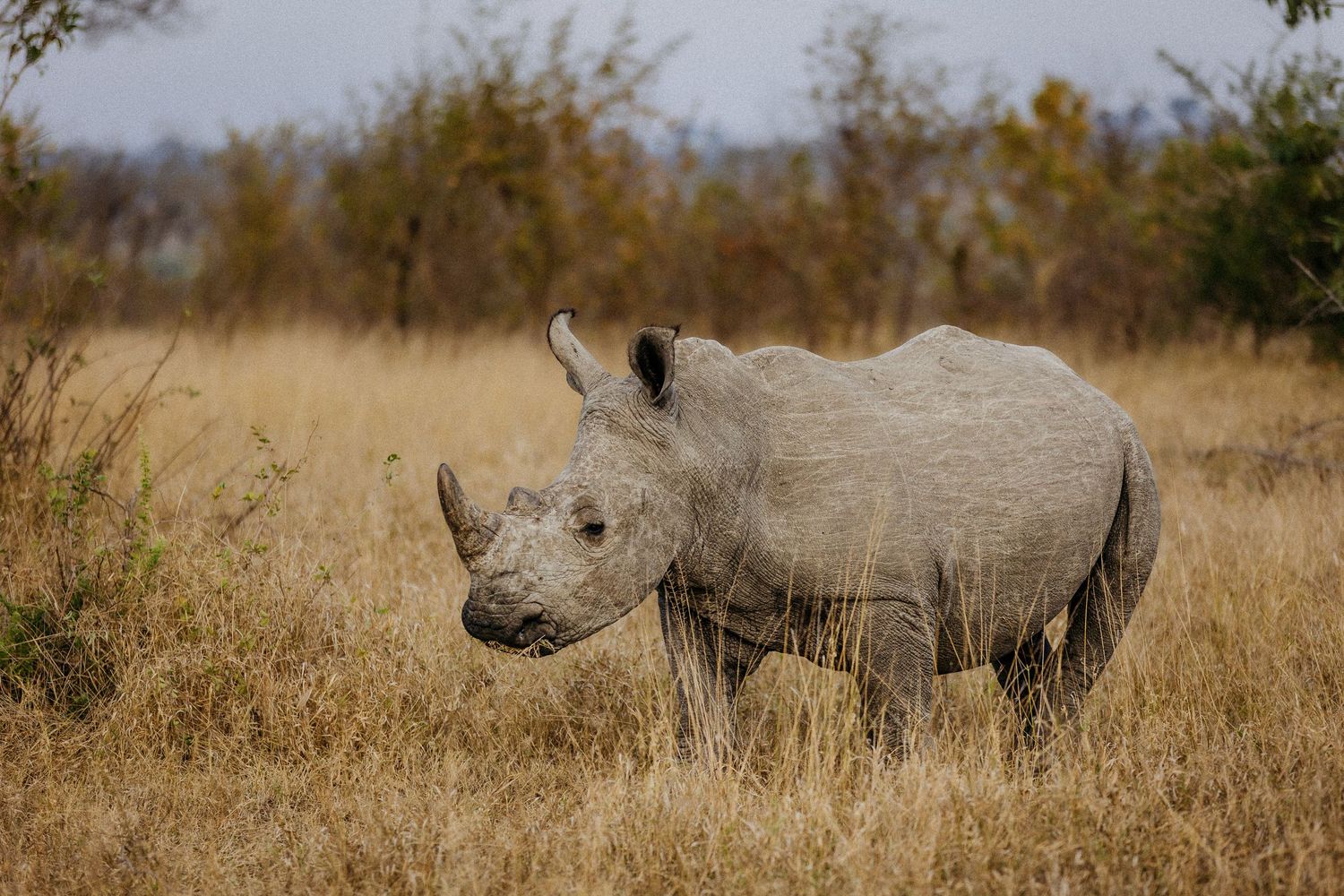 A group of rhinoceros grazing in dry savanna grassland during a cloudy day.