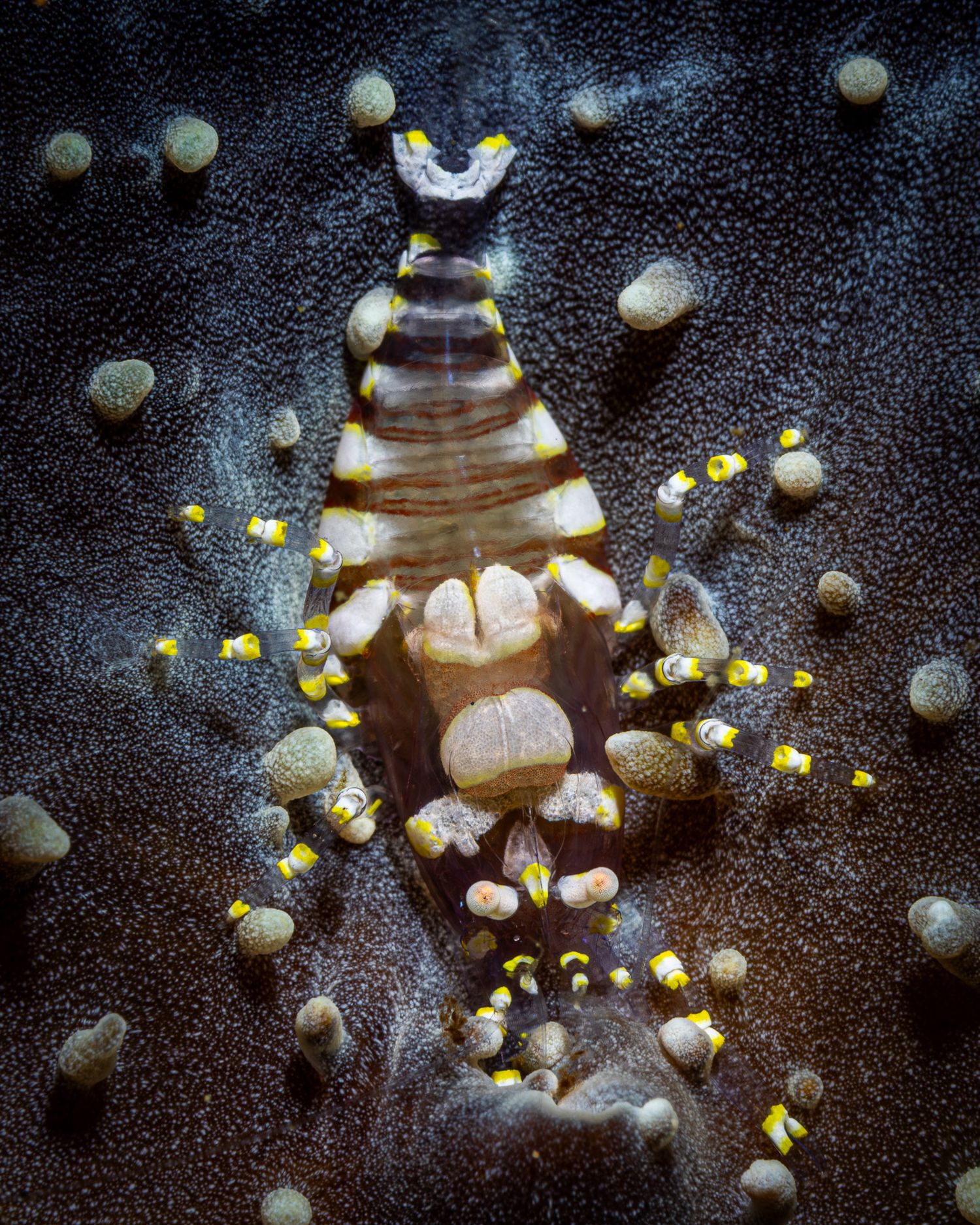 Macro photograph shows a sequence of small mushrooms emerging from dark background with glowing yellow spores.