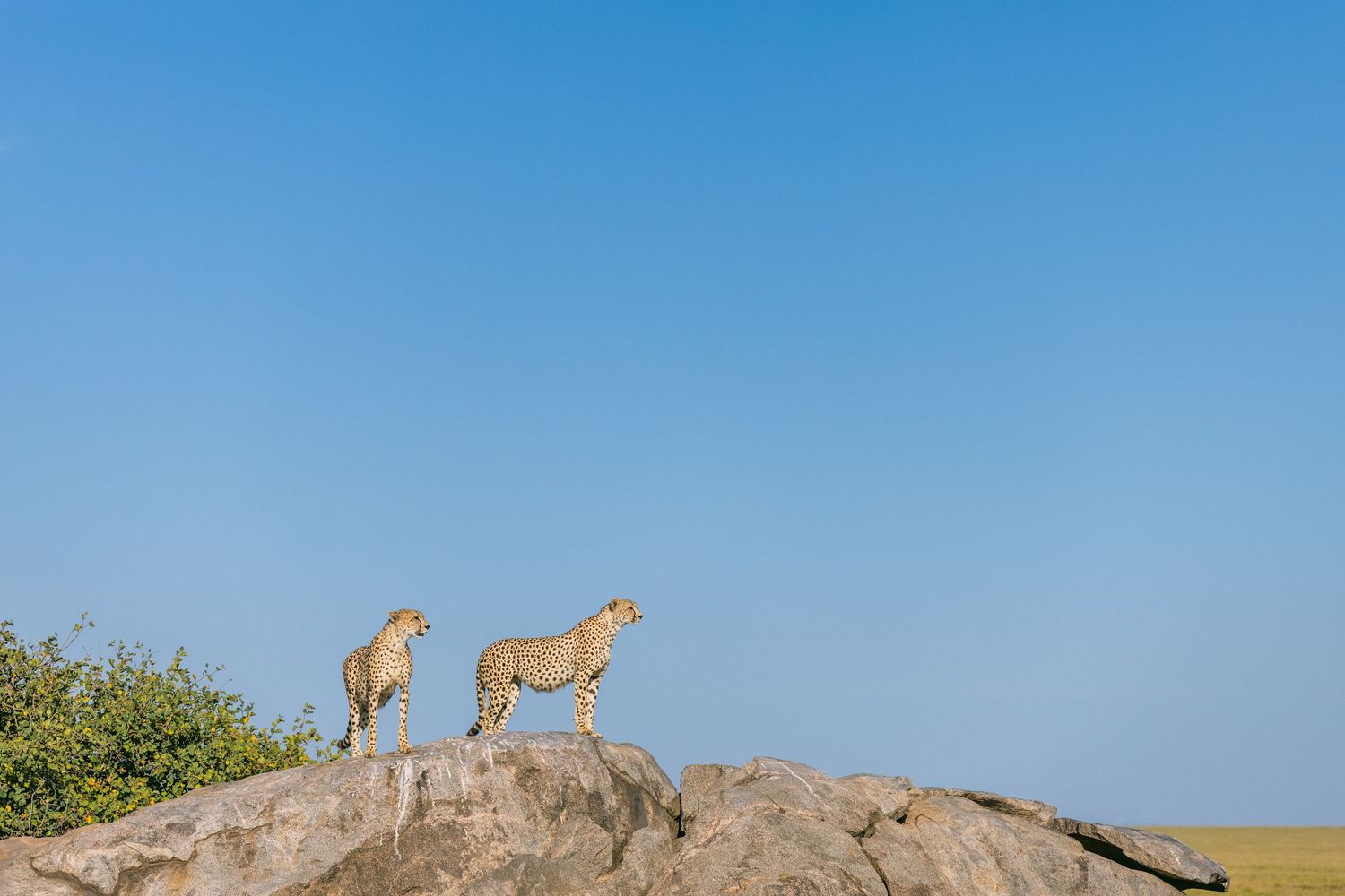 Two cheetahs standing alert on a rocky outcrop against a clear blue sky in the African savanna.