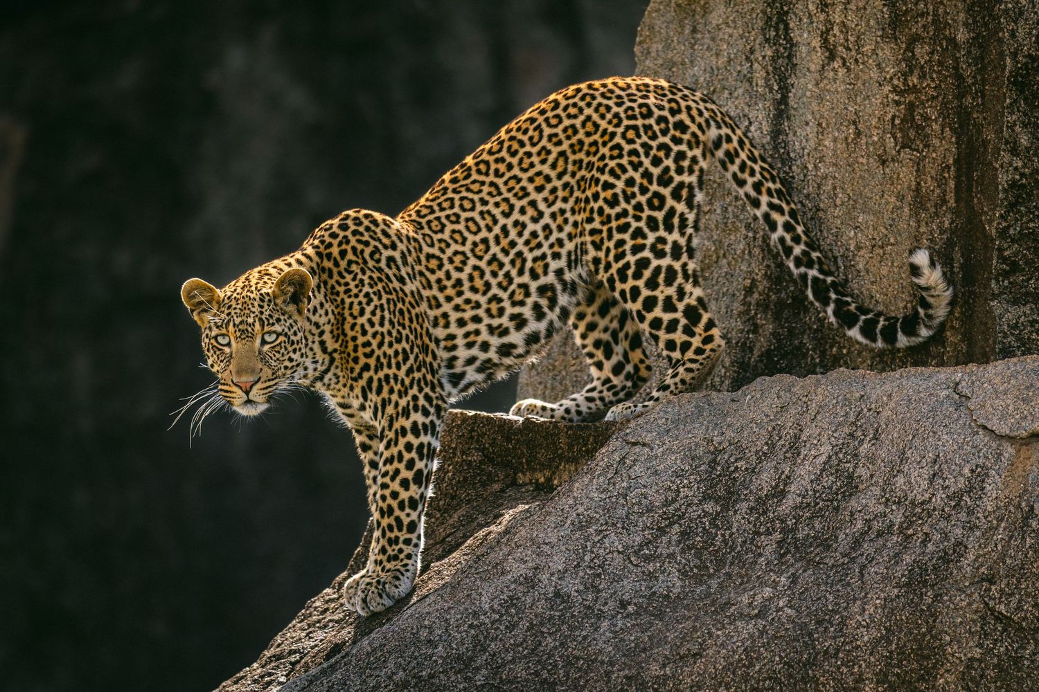 A leopard crouches on a rocky surface near a tree trunk, showcasing its spotted coat in natural light.