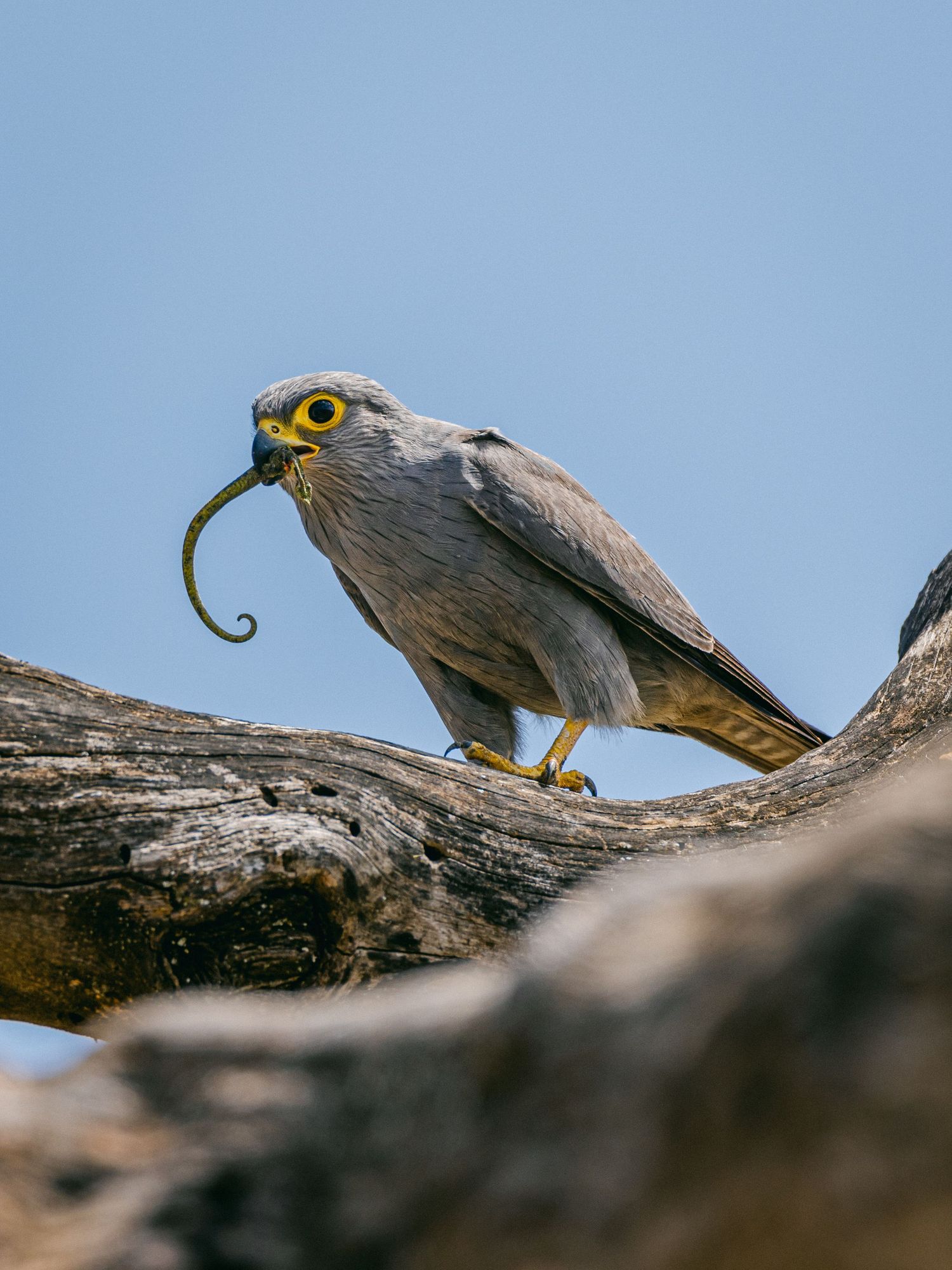 A gray falcon perched on a weathered branch holds a small snake in its yellow beak against a clear blue sky.