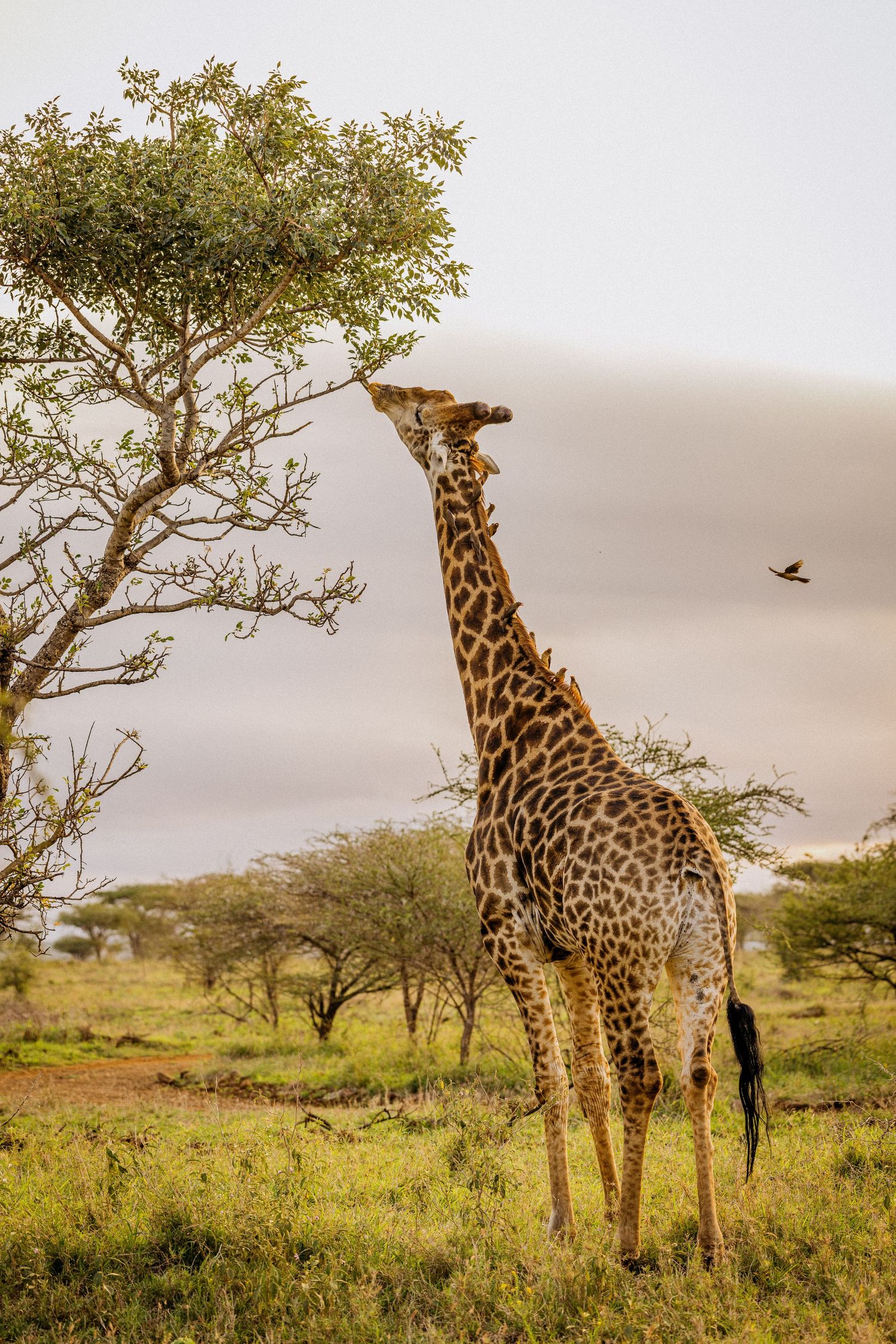 A group of tall giraffes grazing among acacia trees in an African savanna landscape during golden hour.