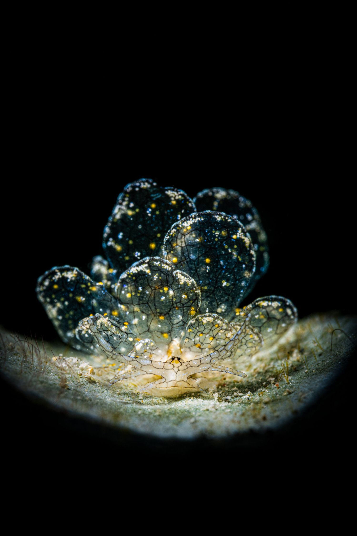Close-up macro photography sequence showing a water droplet splash crown formation against a dark background.