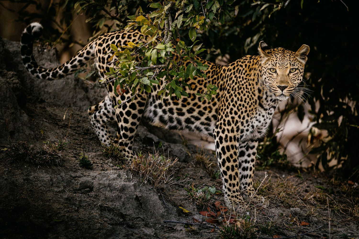 Leopard moving stealthily through dark undergrowth at night.