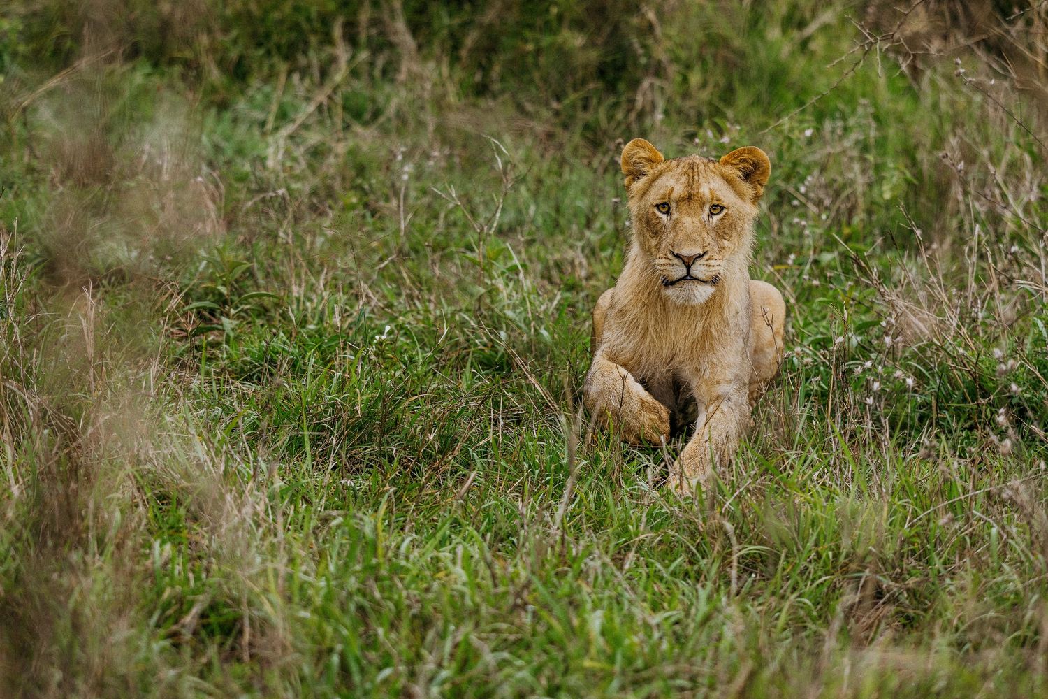 A majestic lioness rests in tall grass while observing her surroundings in the African savanna.