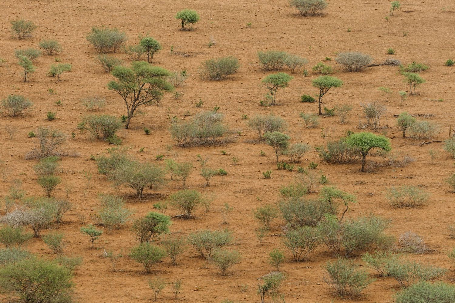 Aerial view of scattered acacia trees dotting an arid savanna landscape in Africa during dry season.